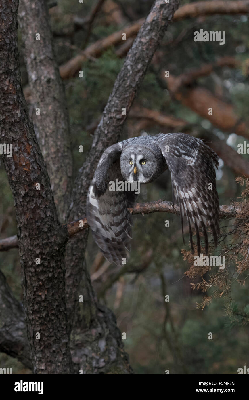 Grande Gufo grigio / Bartkauz ( Strix nebulosa ) prende il largo per la caccia, in volo, battenti, frontale side shot, battendo le sue ali, in calo, l'Europa. Foto Stock