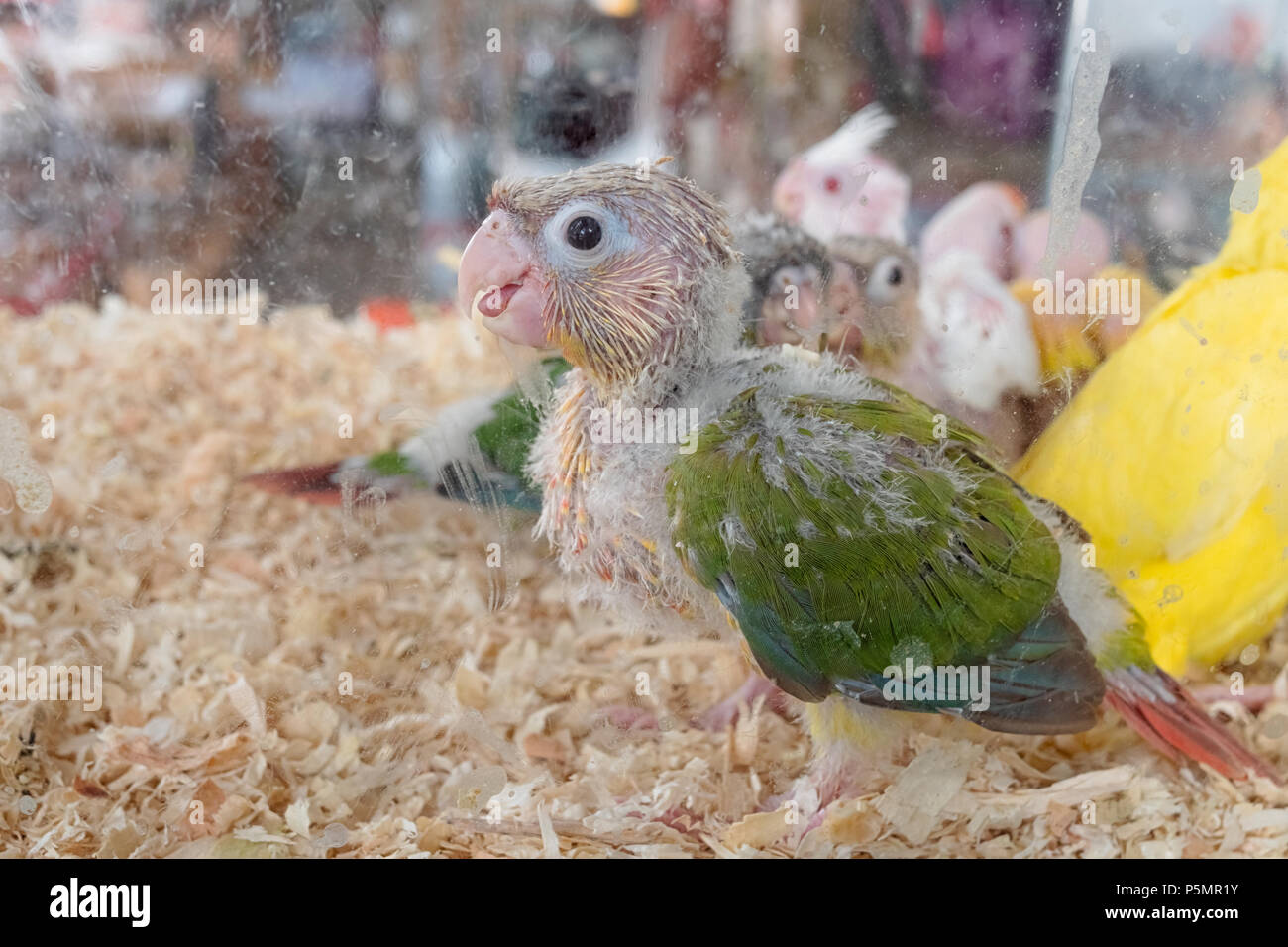 Baby verde-cheeked conure bird in pet shop Foto Stock