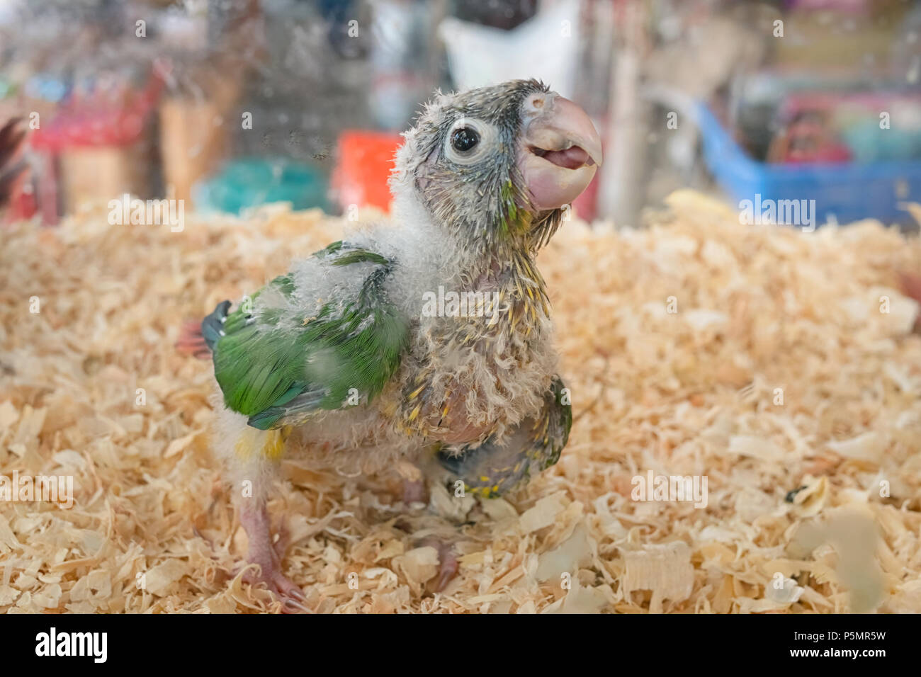 Baby verde-cheeked conure bird in pet shop Foto Stock