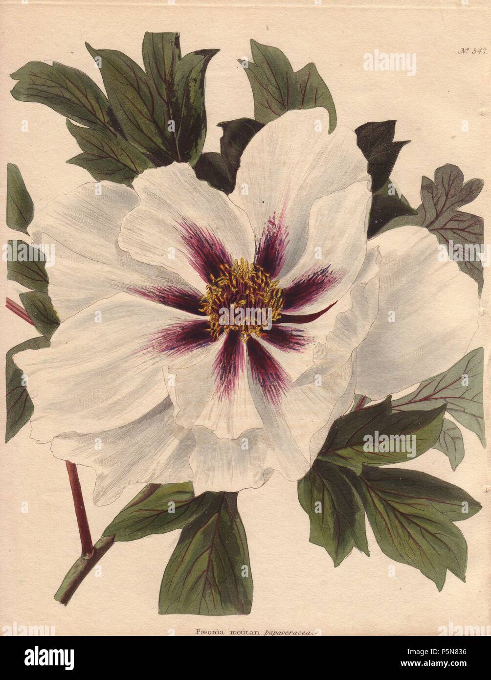 Paeonia moutan. . Peonia Moutan con fiori di colore bianco e rosso cremisi profondo centro.. . "Questo magnifico stabilimento è stato introdotto circa 1805 da Sir Abraham Hume, che ha in questo momento il campione più belli in Europa. Essa è sufficientemente resistente per sopportare i nostri inverni, essendo, secondo Decandolle, nativo di le montagne Houan in Cina, attraverso cui vasto impero che è stato coltivato per 1400 anni. Essa continuerà a crescere fino a 8 o 3 metri in altezza, con molti rami." . . Conrad Loddiges e figli pubblicato un catalogo illustrato del vivaio piante intitolato il gabinetto botanico. La rivista mensile di fea Foto Stock