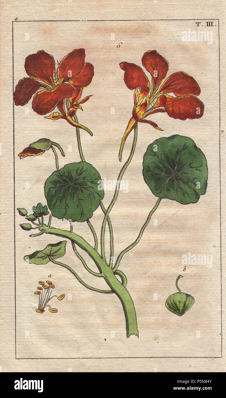 Crescione indiano con fiori di scarlatto, Tropacolum majus. Handcolored incisione su rame di una illustrazione botanica da G. T. Wilhelm 'Unterhaltungen aus der Naturgeschichte' (Enciclopedia di Storia Naturale), Vienna, 1816. Gottlieb Tobias Wilhelm (1758-1811) era un pastore bavarese e naturalista ad Augsburg, dove la prima edizione è stata pubblicata. Foto Stock