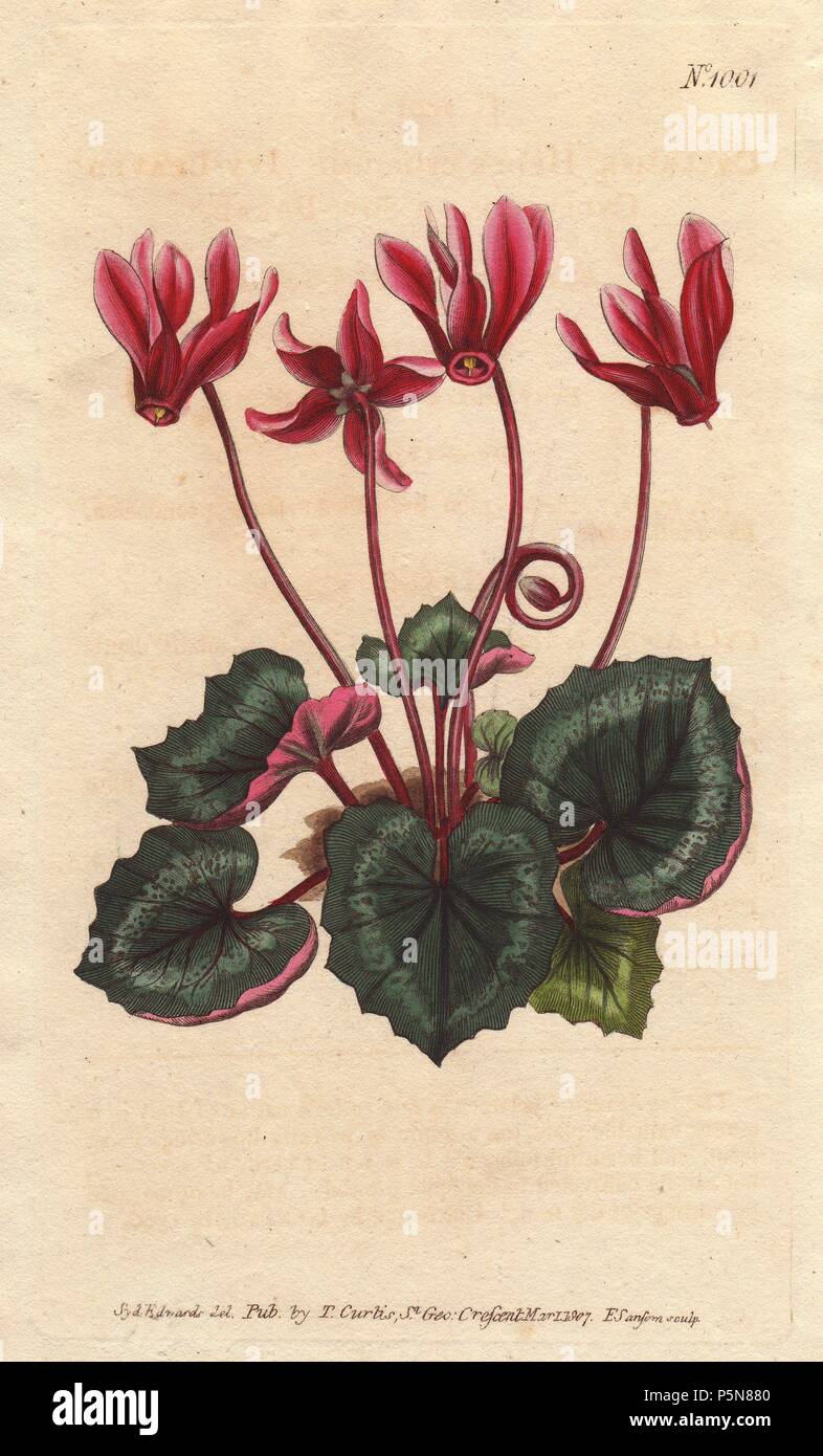 Edera-lasciava ciclamino, Sow-pane, persiano di violetta, Alpine violetta, Sowbread. La squisita rosa e fiori rosso cremisi, ricci viticci e a forma di cuore foglie. Un nativo dell'Italia.. . Ciclamino repandum (Ciclamino hederaefolium). . Copperplate Handcolored illustrazione botanica da Sydenham Edwards da William Curtis' 'Botanical Magazine' 1790-1805. Foto Stock