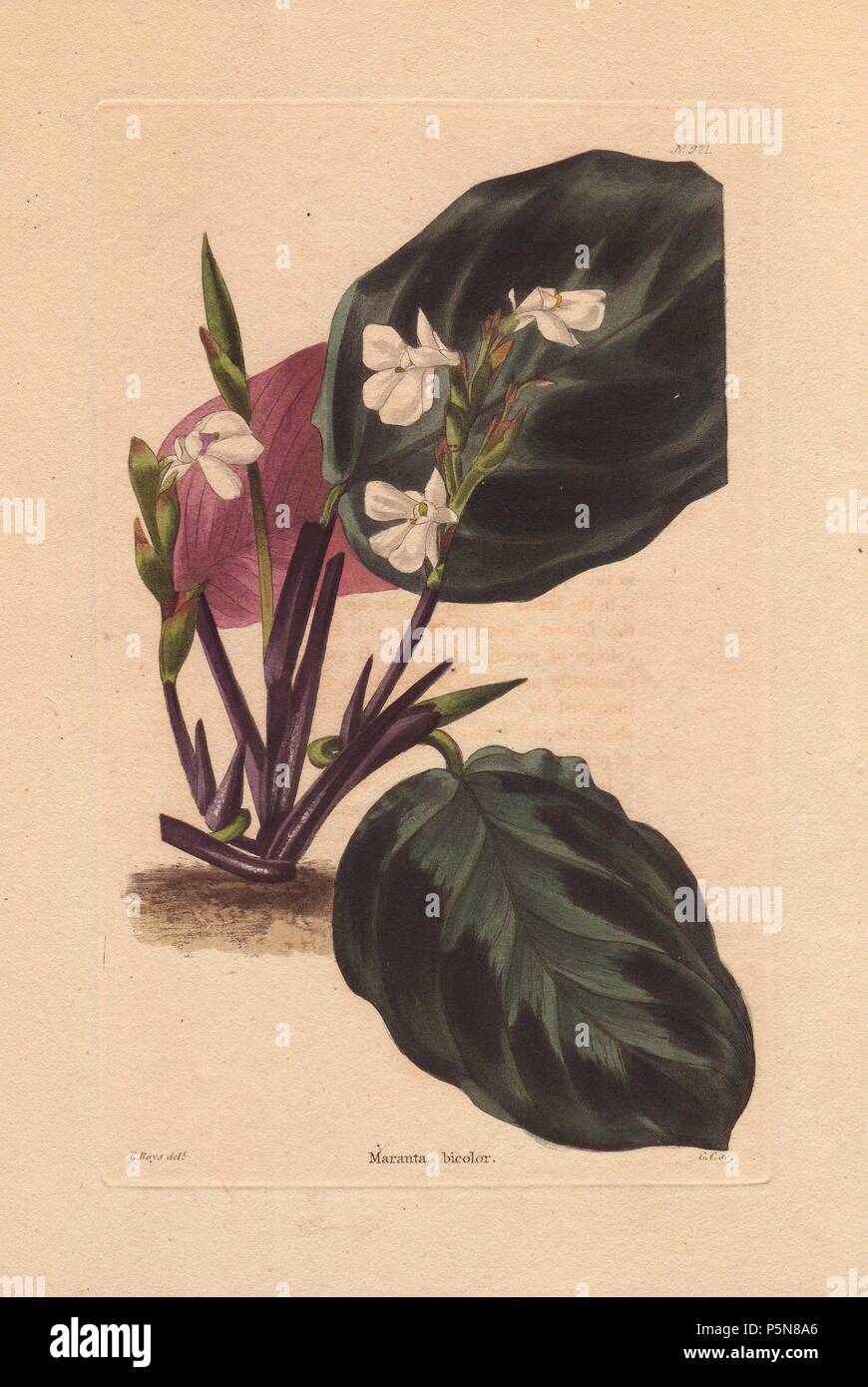 Maranta Bicolor Impianto Di Preghiera O Di Radici Di Arrow