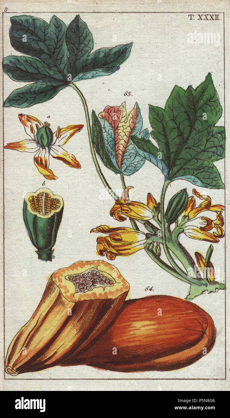 Papaya frutto, sezione, fiori e foglie. . Carica papaya. . Handcolored incisione su rame da G. T. Wilhelm 'Unterhaltungen aus der Naturgeschichte' (Enciclopedia della storia naturale) 1820. Gottlieb Tobias Wilhelm (1758-1811) era un pastore bavarese e naturalista ad Augsburg, dove la prima edizione è stata pubblicata. Foto Stock