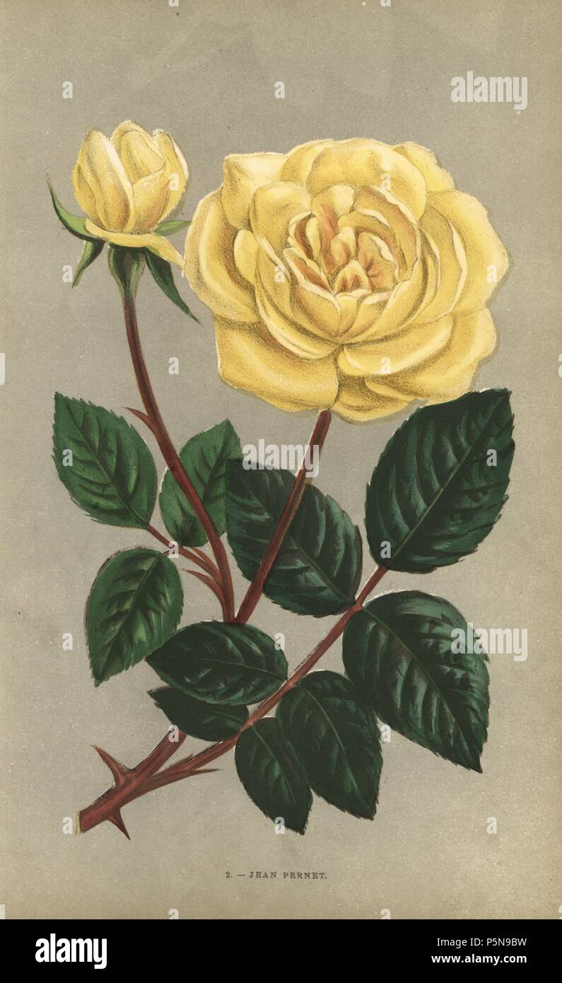 Jean Pernet rose, varietà gialla della rosa tea sollevata da Monsieur Pernet di Lione nel 1867. Chromolithograph disegnato e litografato dopo la natura da F. Grobon da Hippolyte Jamain e Eugene Forney 'Les Roses", Parigi, J. Rothschild, 1873. Jamain era un coltivatore di rose e Forney un professore di arboricoltura. François Frédéric Grobon (1815-1901) ha eseguito il proprio atelier e illustrato "Fleurs' dopo La Redoute con suo fratello Anthelme come Grobon freres. Foto Stock