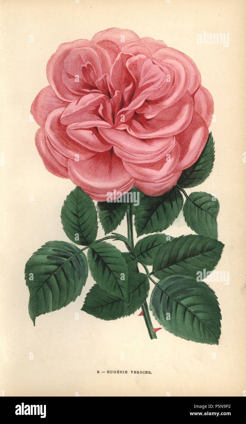 Eugenie Verdier rosa, rosa hybrid sollevata da Monsieur Guillot Jr. di Lione nel 1869. Foto Stock