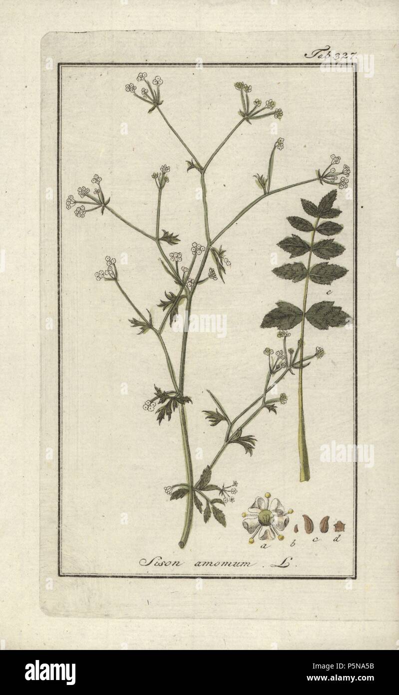 Prezzemolo in pietra, Sison amomum. Handcolored calcografia incisione botanica da Johannes Zorn "Afbeelding der Artseny-Gewassen", Jan Christiaan Sepp, Amsterdam, 1796. Zorn pubblicato per la prima volta il suo medico illustrato botanica di Norimberga nel 1780 con 500 lastre ed una versione olandese seguita nel 1796 pubblicato da J.C. Sepp con un ulteriore 100 piastre. Zorn (1739-1799) era un tedesco il farmacista e botanico che ha raccolto le piante medicinali provenienti da tutta Europa per il suo "Icones plantarum medicinalium' per oncia e medici. Foto Stock