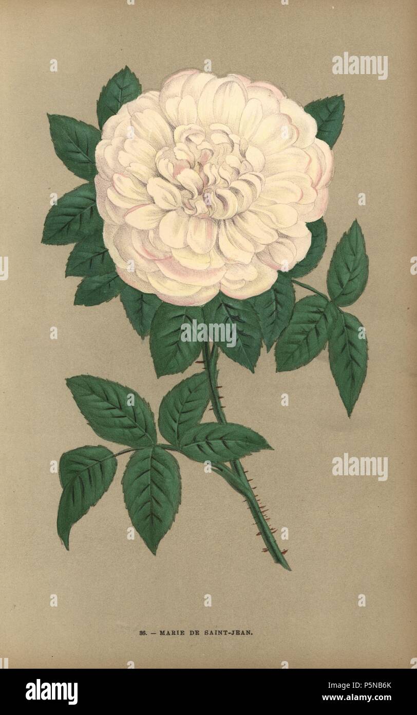 Marie de Saint-Jean rose, varietà di Portland rose, Rosa portlandica, sollevata da Monsieur Damaizin a Lione nel 1869. Chromolithograph disegnato e litografato dopo la natura da F. Grobon da Hippolyte Jamain e Eugene Forney 'Les Roses", Parigi, J. Rothschild, 1873. Jamain era un coltivatore di rose e Forney un professore di arboricoltura. François Frédéric Grobon (1815-1901) ha eseguito il proprio atelier e illustrato "Fleurs' dopo La Redoute con suo fratello Anthelme come Grobon freres. Foto Stock