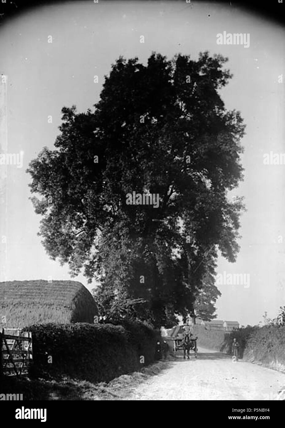 [Frassino, Llanfyllin] [GRAPHIC].. 1 negativi : vetro, piastra a secco, b&W ; 16,5 x 12 cm. circa 1885. Thomas, Giovanni, 142 frassino, Llanfyllin NLW3363429 Foto Stock