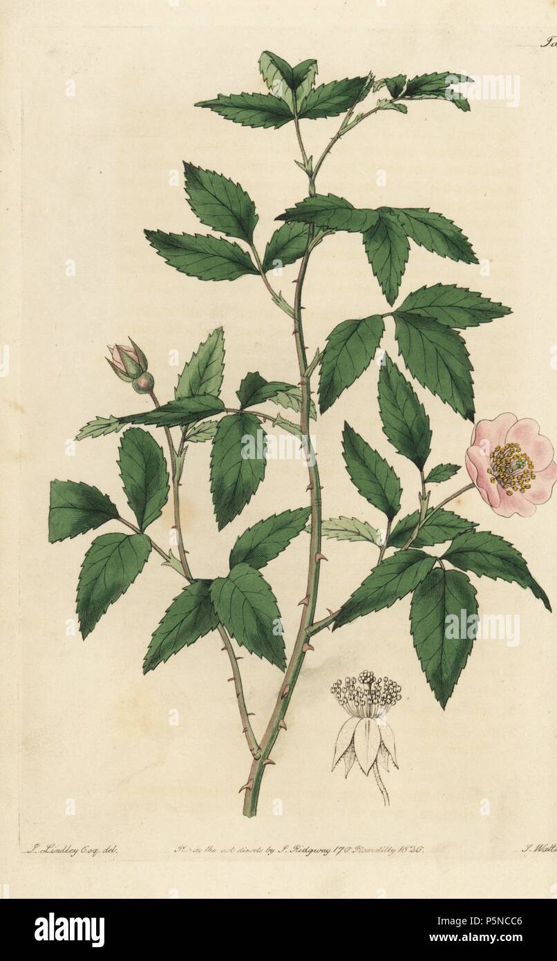 Redleaf rosa, rosa rubifolia. Copperplate Handcolored incisi da watt da una illustrazione di John Lindley dal suo "Rosarum Monographia, o una storia botanico di rose", Londra, Ridgeway, 1820. Lindley (1799-1865) era un botanico inglese che specializzato in rose e orchidee. Lindley scritto ed illustrato questa monografia quando appena 22 anni. Egli è andato a modificare il 'Registro botanico' dal 1829 al 1847. Foto Stock