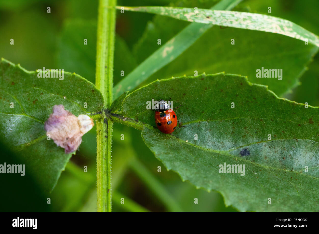 Closeup coccinella sulla foglia Foto Stock