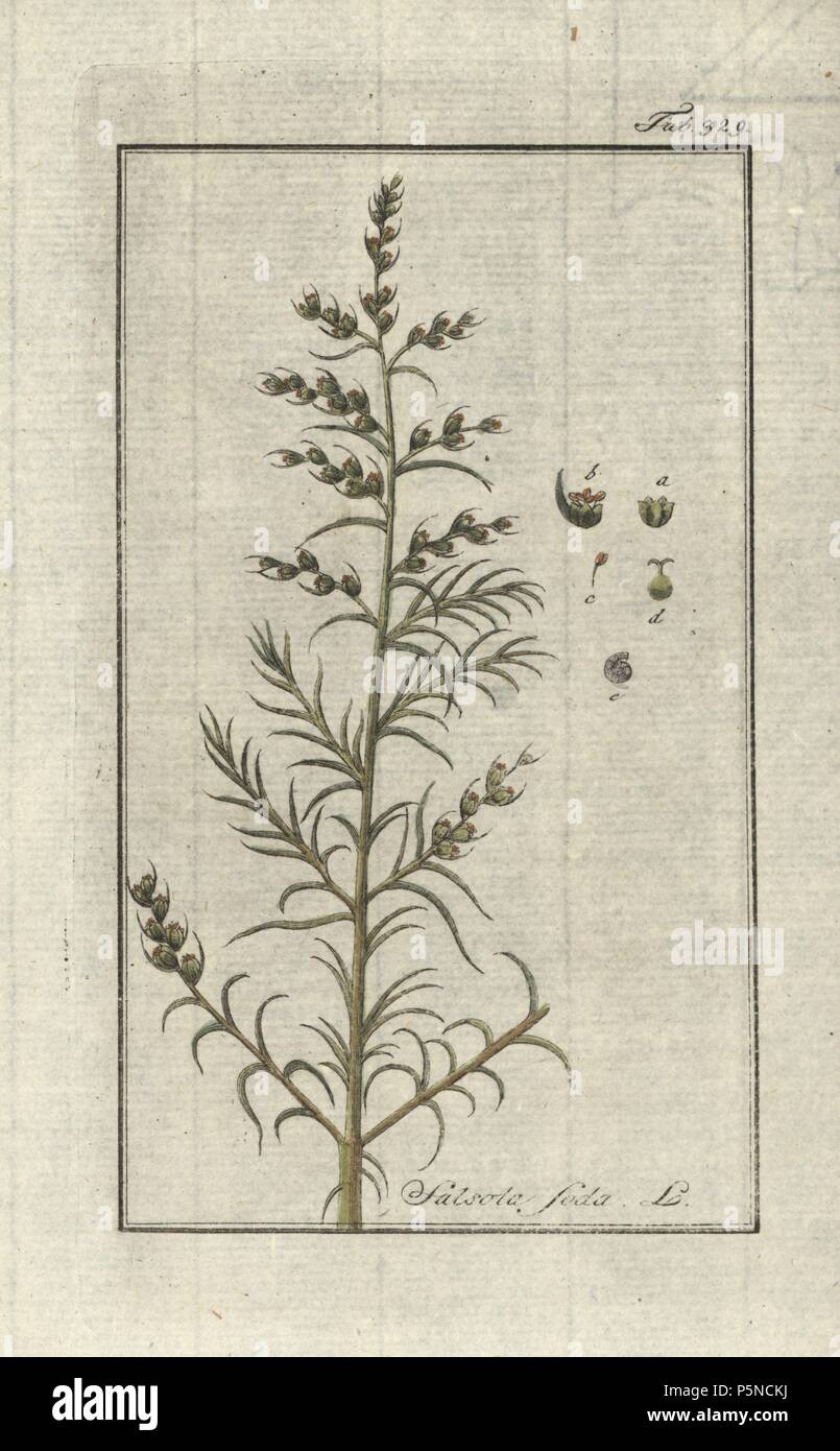 Di fronte lasciava, saltwort Salsola soda. Handcolored calcografia incisione botanica da Johannes Zorn "Afbeelding der Artseny-Gewassen", Jan Christiaan Sepp, Amsterdam, 1796. Zorn pubblicato per la prima volta il suo medico illustrato botanica di Norimberga nel 1780 con 500 lastre ed una versione olandese seguita nel 1796 pubblicato da J.C. Sepp con un ulteriore 100 piastre. Zorn (1739-1799) era un tedesco il farmacista e botanico che ha raccolto le piante medicinali provenienti da tutta Europa per il suo "Icones plantarum medicinalium' per oncia e medici. Foto Stock