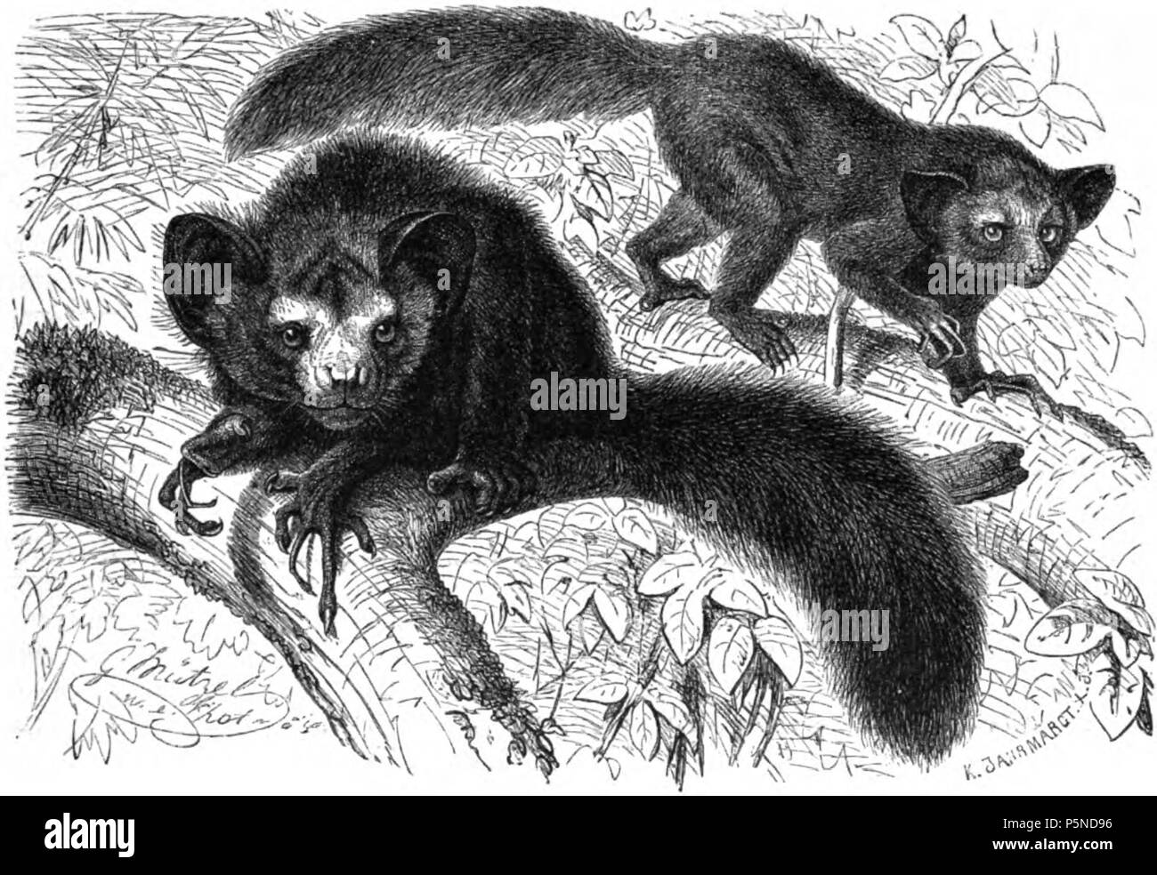 157 Aye-Aye (Chiromys madagascariensis) Foto Stock