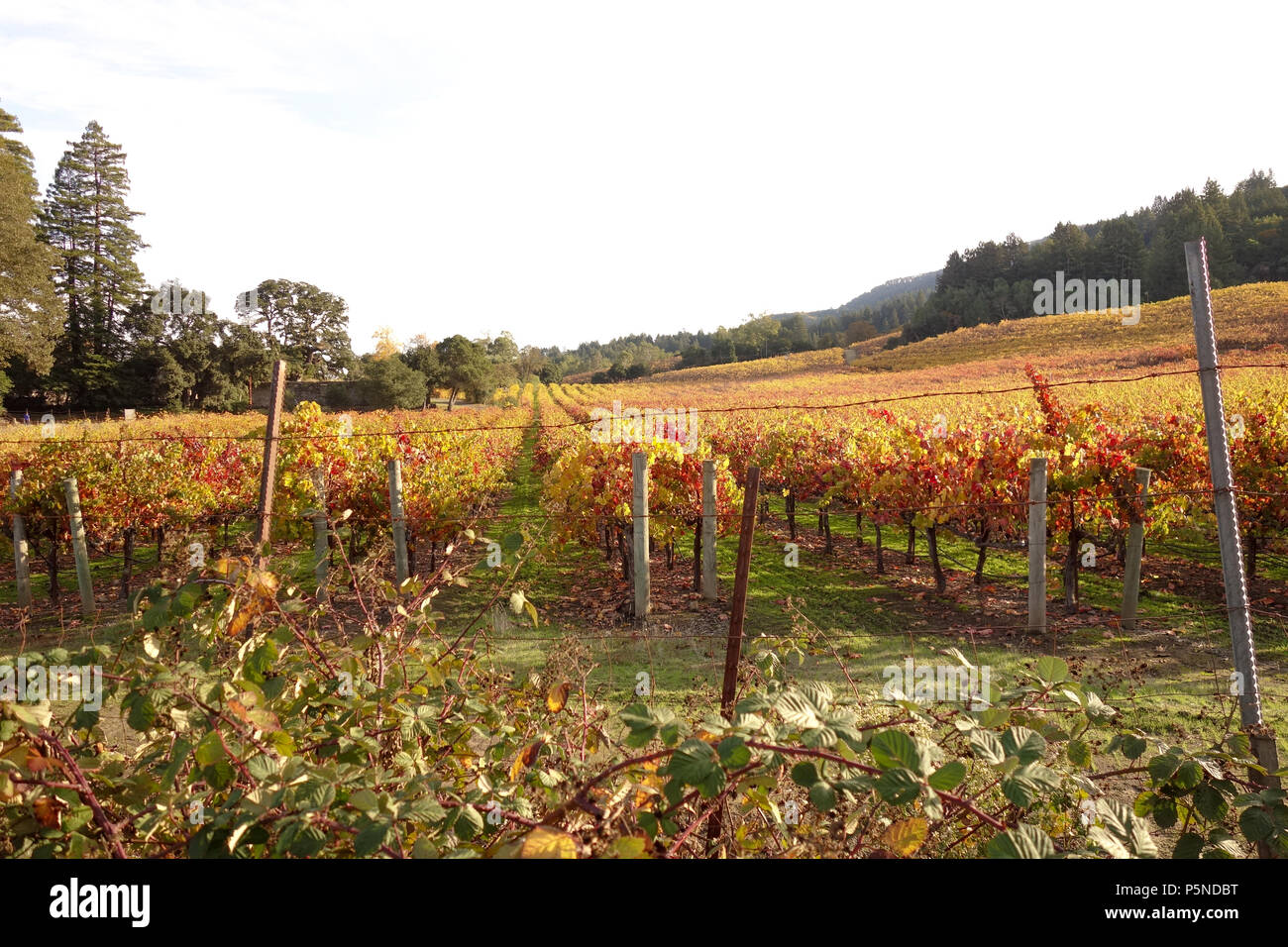Bellissima scenic vigna campo nella contea di Sonoma Wine Country a Jack London State Historic Park, Glen Ellen, California. Foto Stock