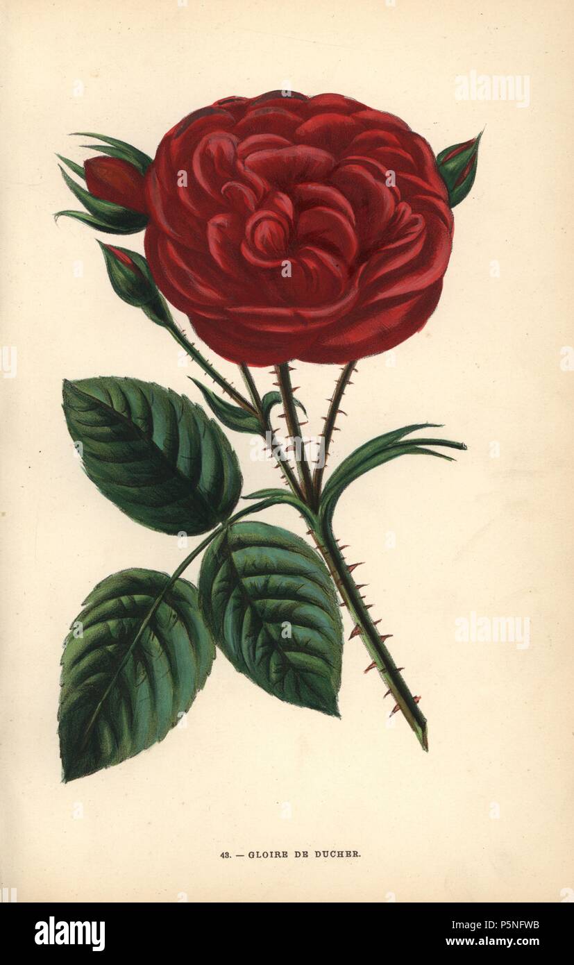 Gloire de Ducher rose, ibrido sollevata da Monsieur Ducher a Lione nel 1865. Chromolithograph disegnato e litografato dopo la natura da F. Grobon da Hippolyte Jamain e Eugene Forney 'Les Roses", Parigi, J. Rothschild, 1873. Jamain era un coltivatore di rose e Forney un professore di arboricoltura. François Frédéric Grobon (1815-1901) ha eseguito il proprio atelier e illustrato "Fleurs' dopo La Redoute con suo fratello Anthelme come Grobon freres. Foto Stock