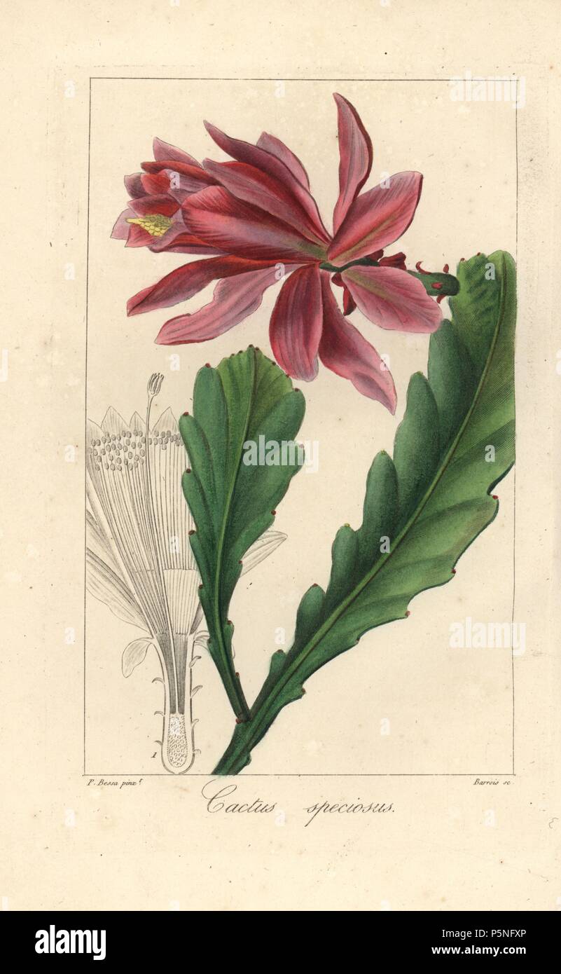 Orchid cactus, Disocactus speciosus, nativo di America. Imbianchini Handcolored incisione su rame di Barrois da una illustrazione botanica da Pancrace Bessa da mordenzante de launay 'Herbier General de l'amatoriale,' Audot, Parigi, 1820. L'Herbier è stato pubblicato dal 1810 al 1827 e modificati da mordenzante de launay e Loiseleur-Deslongchamps. Bessa (1772-1830S), insieme con La Redoute e Turpin, è considerato uno dei maggiori botanici francese di artisti del XIX secolo. Foto Stock