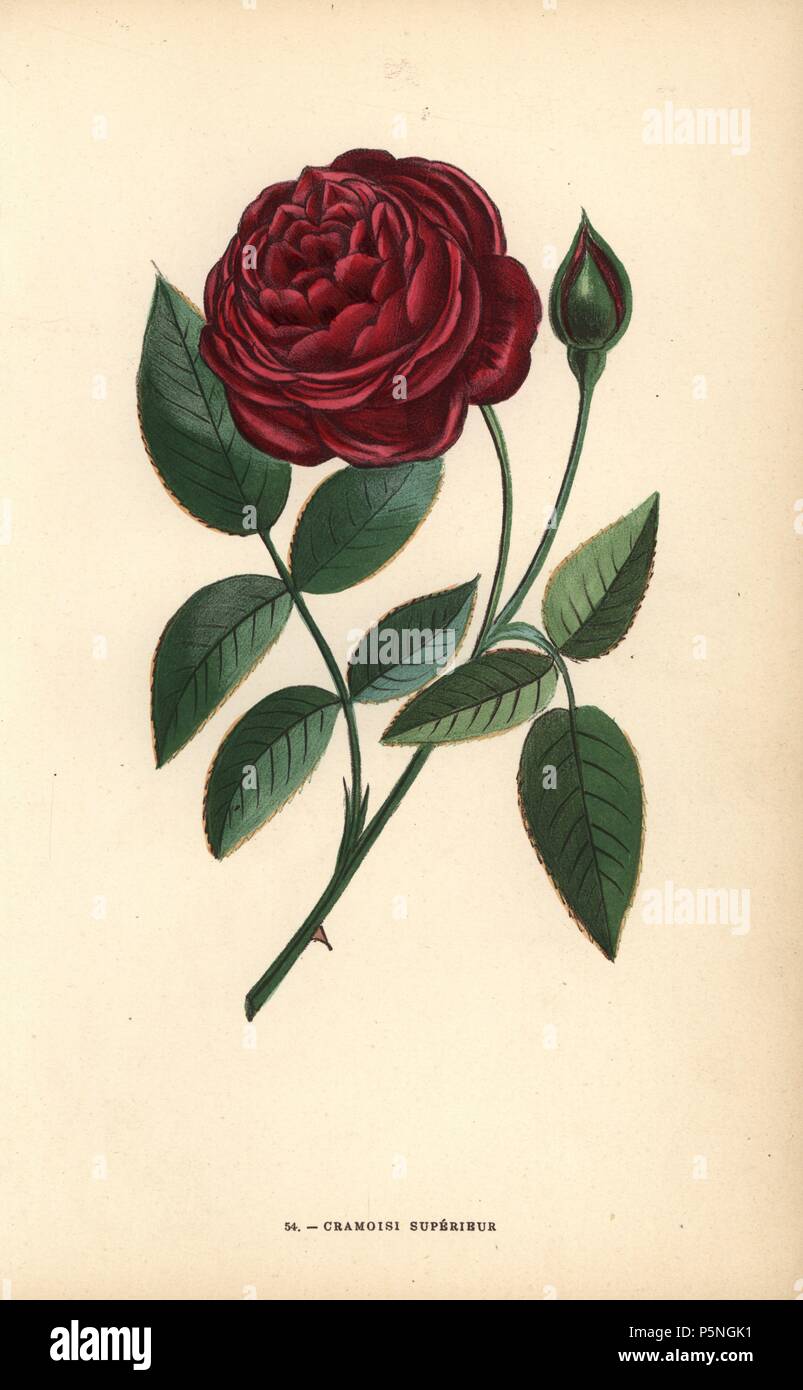 Cramoisi superieur rose, ibridi del Bengale, Rosa chinensis. Chromolithograph disegnato e litografato dopo la natura da F. Grobon da Hippolyte Jamain e Eugene Forney 'Les Roses", Parigi, J. Rothschild, 1873. Jamain era un coltivatore di rose e Forney un professore di arboricoltura. François Frédéric Grobon (1815-1901) ha eseguito il proprio atelier e illustrato "Fleurs' dopo La Redoute con suo fratello Anthelme come Grobon freres. Foto Stock