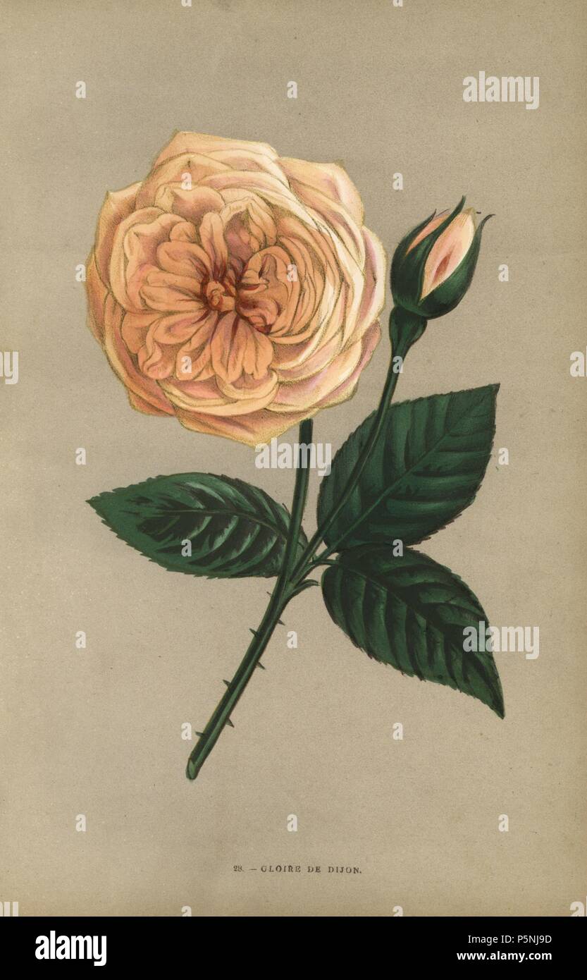 Gloire de Dijon rose, varietà di rosa noisette sollevata da Monsieur Jacotot di Digione in 1853. Chromolithograph disegnato e litografato dopo la natura da F. Grobon da Hippolyte Jamain e Eugene Forney 'Les Roses", Parigi, J. Rothschild, 1873. Jamain era un coltivatore di rose e Forney un professore di arboricoltura. François Frédéric Grobon (1815-1901) ha eseguito il proprio atelier e illustrato "Fleurs' dopo La Redoute con suo fratello Anthelme come Grobon freres. Foto Stock