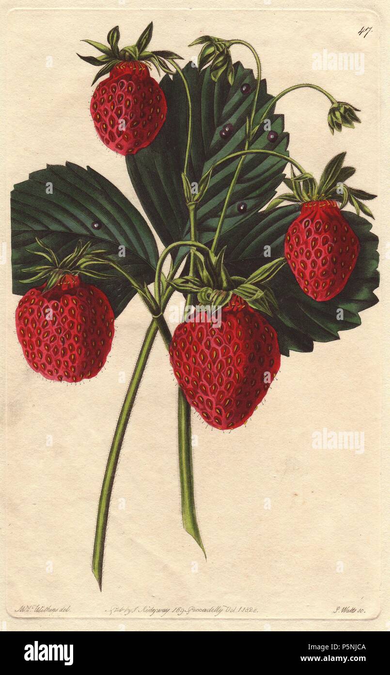 Pino antico o Carolina fragola, Fragaria x ananassa. Handcolored incisione su rame da S. Watts da una illustrazione botanica da Augusta garrese da John Lindley "Rivista Filatelica curata da Giovanni Giannelli," James Ridgway, Londra, 1828. La rivista è stata pubblicata in tre volumi da 1828 a 1830 e interrotto in corrispondenza della piastra 152 a causa di una disputa tra i redattori. Lindley (1795-1865) era un botanico inglese e giardiniere che ha pubblicato libri sulle rose, orchidee, e frutta. La sig.ra Withers (1793-1877) era un eminente vittoriano artista botanico e pittore di fiori in un ordinario alla Regina Adelaide. Foto Stock