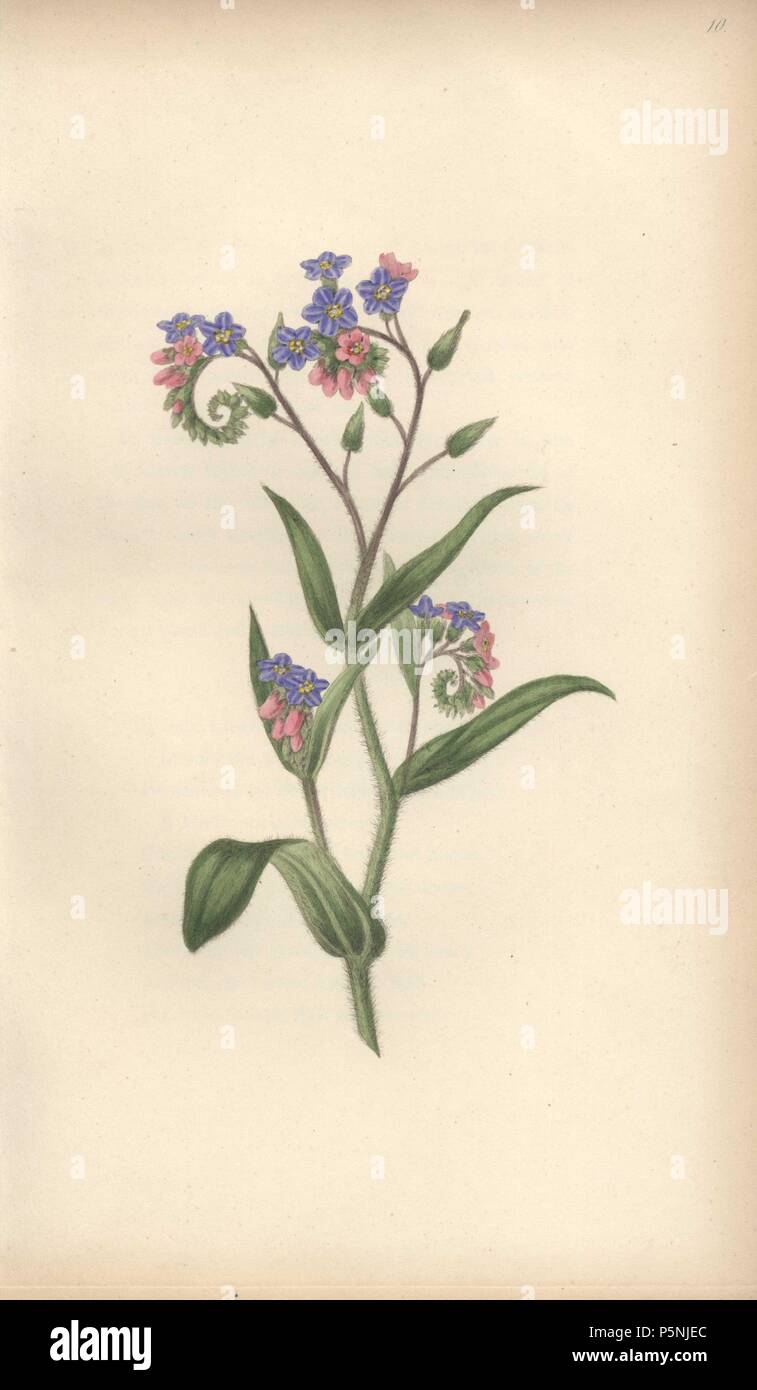 Non Ti Scordar Di Me Myosotis Palustris Handcolored Illustrazione Botanici Disegnati E Incisi Da William Clark