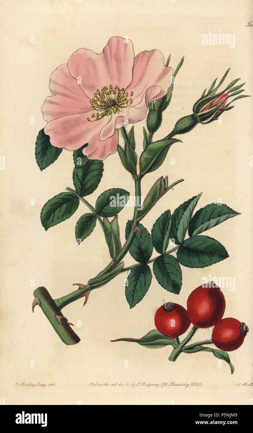 Rosa caucasea con fiore rosa, Bud e di rosa canina. Copperplate Handcolored incisi da watt da una illustrazione di John Lindley dal suo "Rosarum Monographia, o una storia botanico di rose", Londra, Ridgeway, 1820. Lindley (1799-1865) era un botanico inglese che specializzato in rose e orchidee. Lindley scritto ed illustrato questa monografia quando appena 22 anni. Egli è andato a modificare il 'Registro botanico' dal 1829 al 1847. Foto Stock