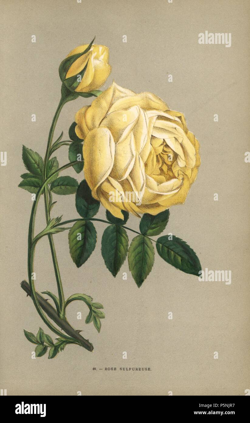 Rose sulfureuse, rosa gialla varietà di Rosa sulfurea. Chromolithograph disegnato e litografato dopo la natura da F. Grobon da Hippolyte Jamain e Eugene Forney 'Les Roses", Parigi, J. Rothschild, 1873. Jamain era un coltivatore di rose e Forney un professore di arboricoltura. François Frédéric Grobon (1815-1901) ha eseguito il proprio atelier e illustrato "Fleurs' dopo La Redoute con suo fratello Anthelme come Grobon freres. Foto Stock