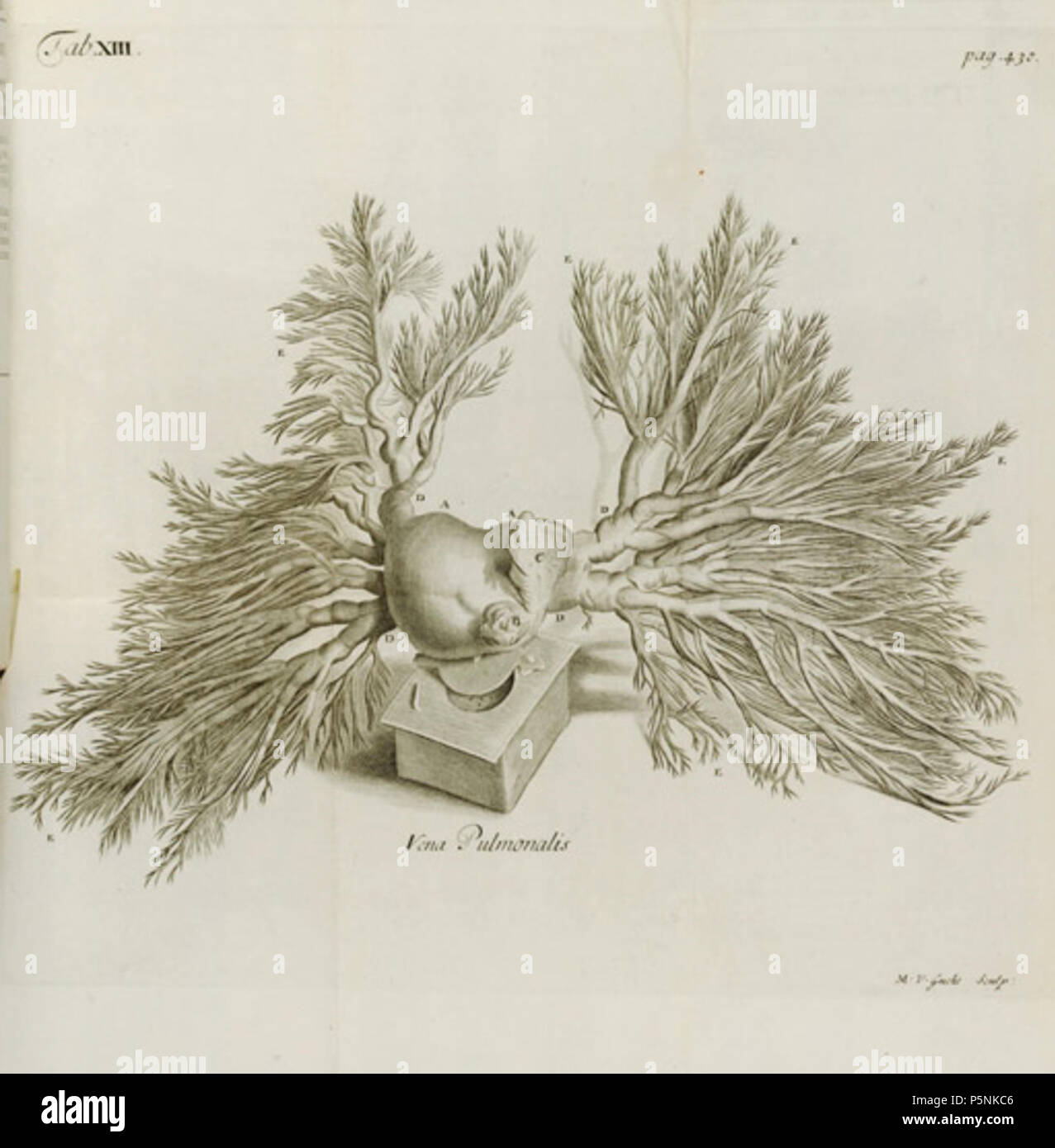 N/A. Inglese: vene dei polmoni, da Anthropologia Nova (1707) da James Drake. 1707. Sconosciuto 109 Anthropologia Nova vene Foto Stock