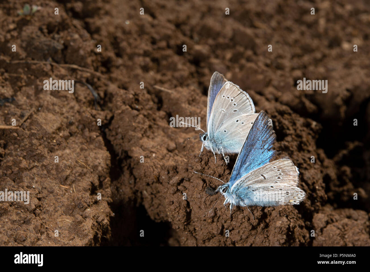 Holly blue butterfly, Celastrina argiolus, Lycaenidae, altopiano Rascino, Rieti, Lazio, l'Italia, Europa Foto Stock