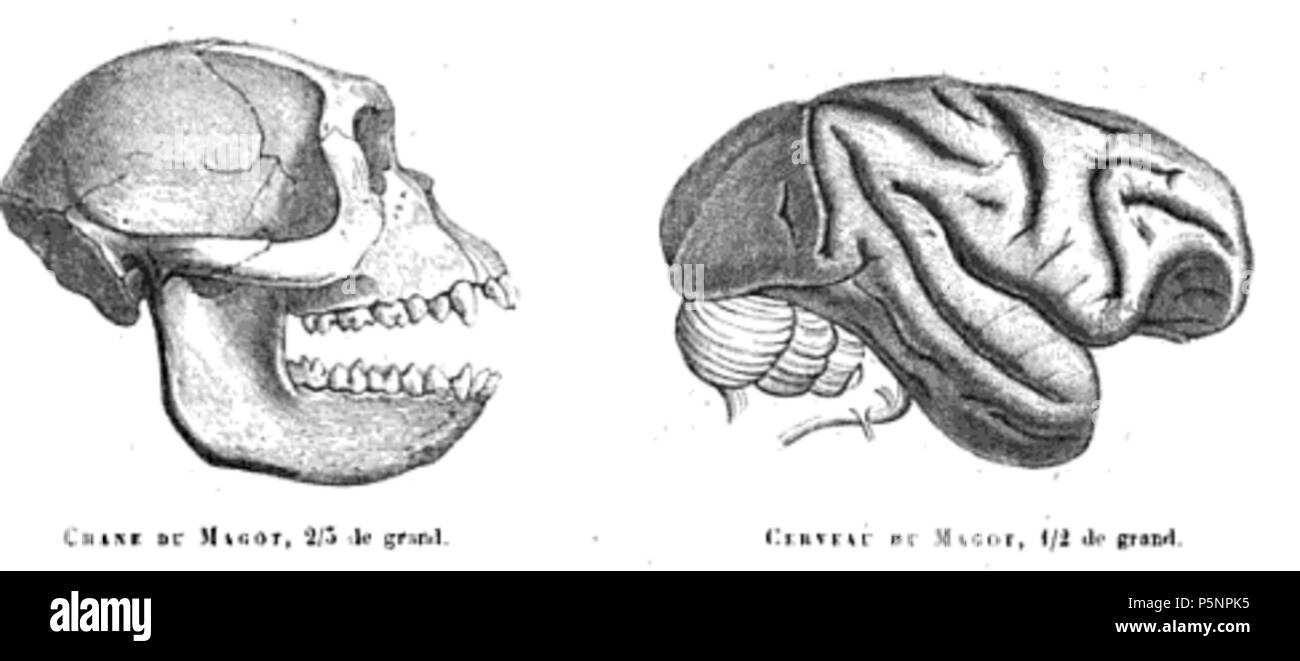 169 Barbarymaqaqueskull&amp;cervello Foto Stock