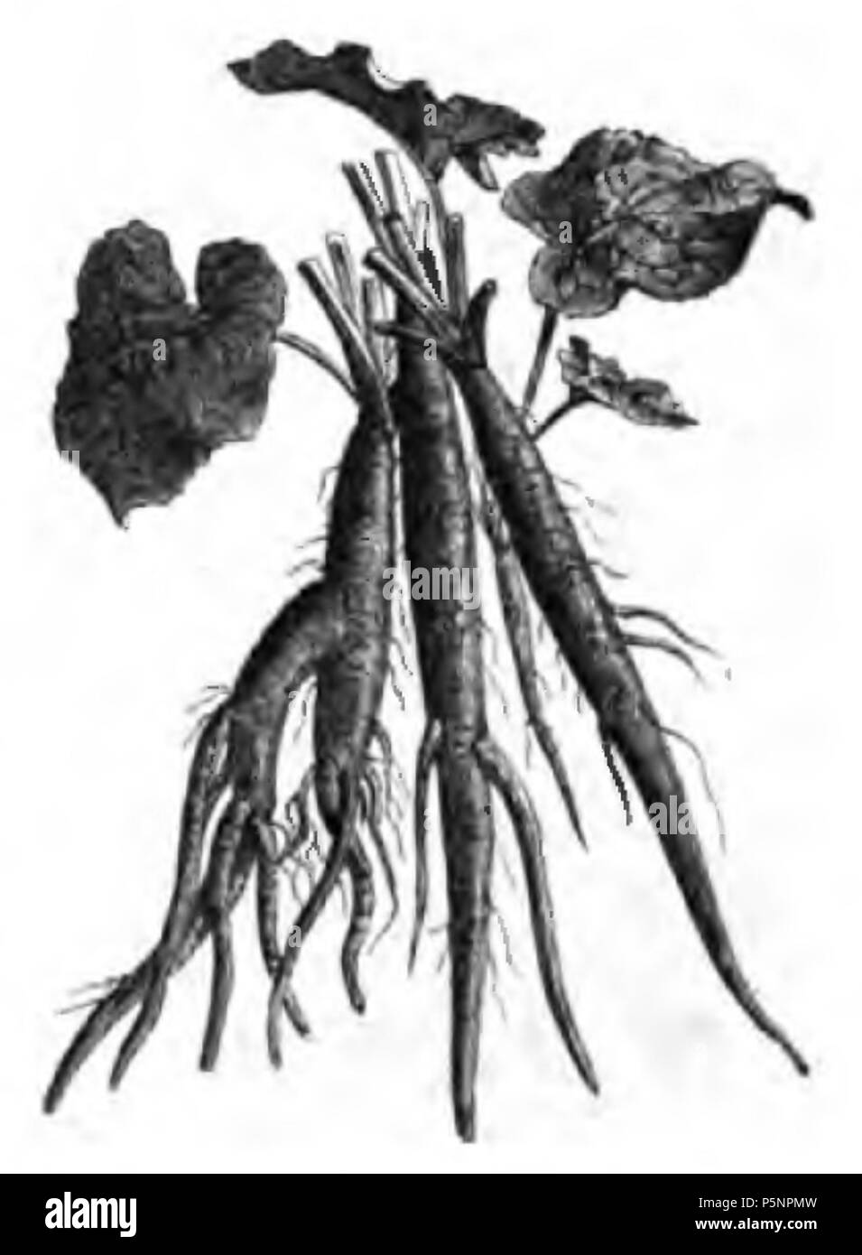 170 Bardane géante Vilmorin-Andrieux 1883 Foto Stock