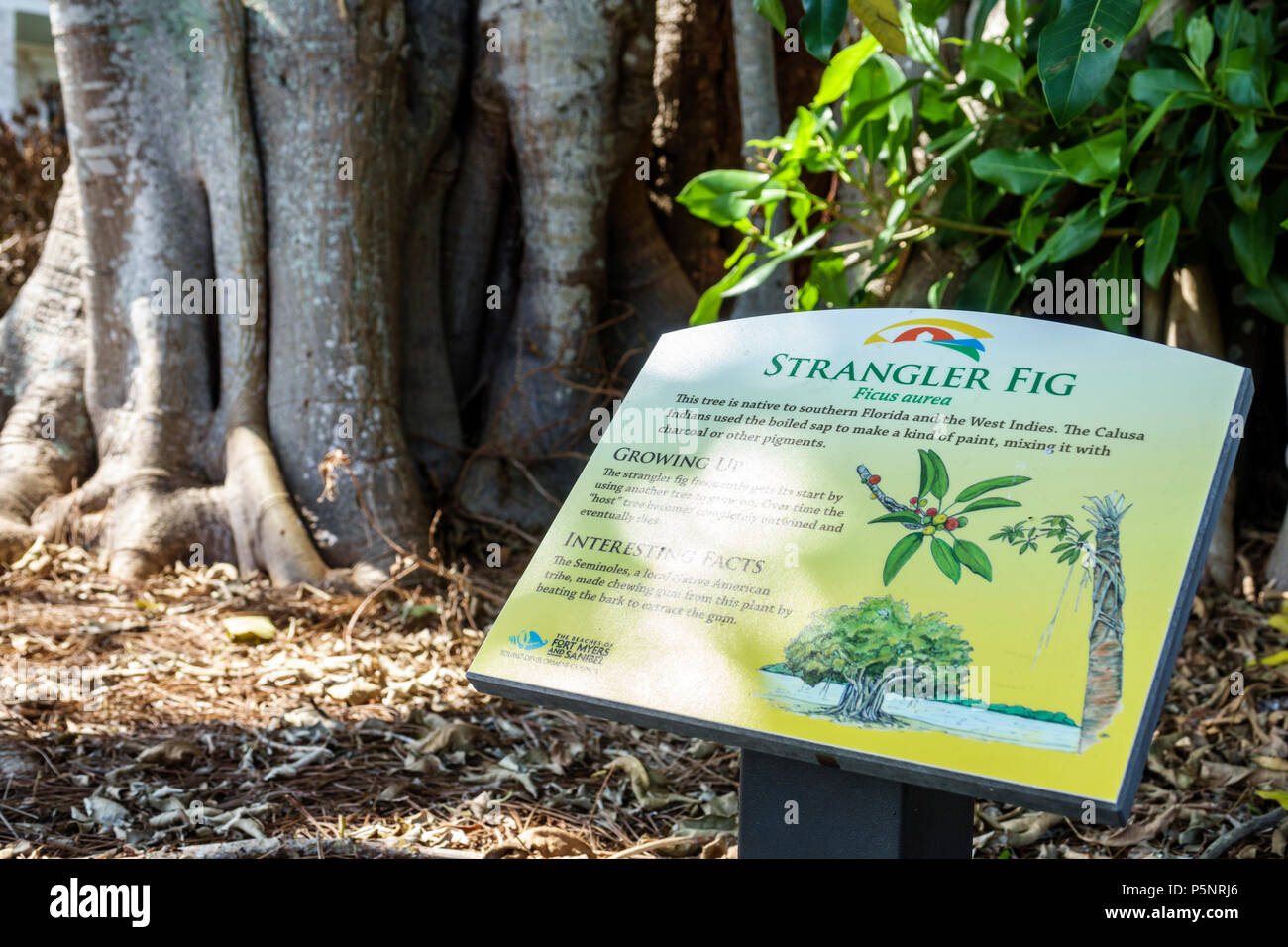 Florida, Fort ft. Myers Beach, la Mound House, Midden, sito storico archeologico, preservazione, strangler fico, Ficus aurea, interpretative Educational sig Foto Stock