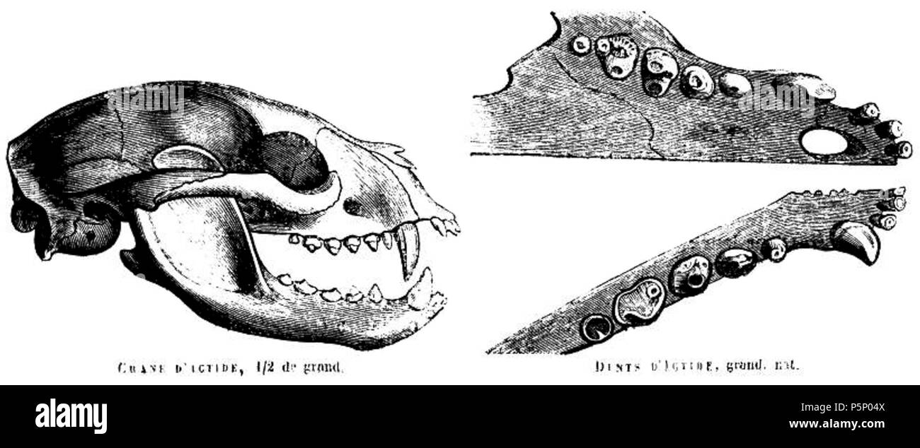 204 Binturongskull Foto Stock