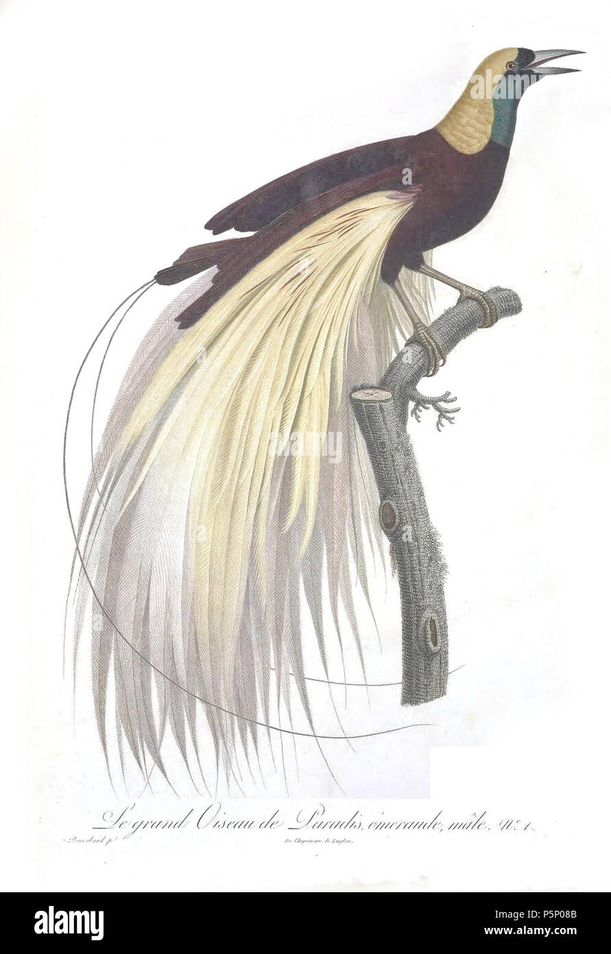 N/A. La piastra 1 . 1806. Jacques Barraband (1767-1809) nomi alternativi Jacques Baraban; Baraband d'Aubusson; Jacques Barraban; M. Baraband; Baraban Descrizione artista francese Data di nascita e morte 31 Agosto 1767 1 ottobre 1809 Luogo di nascita e morte di Aubusson, Creuse Lyon sede di lavoro Egitto; Parigi (1785-1807); Lione (1807-1809) Autorità di controllo : Q3158196 VIAF:74094332 ISNI:0000 0001 1672 6 664 ULAN:500011412 LCCN:N85819567 NLA:35773957 WorldCat 205 uccelli del paradiso rulli piastra 1 Barraband Foto Stock