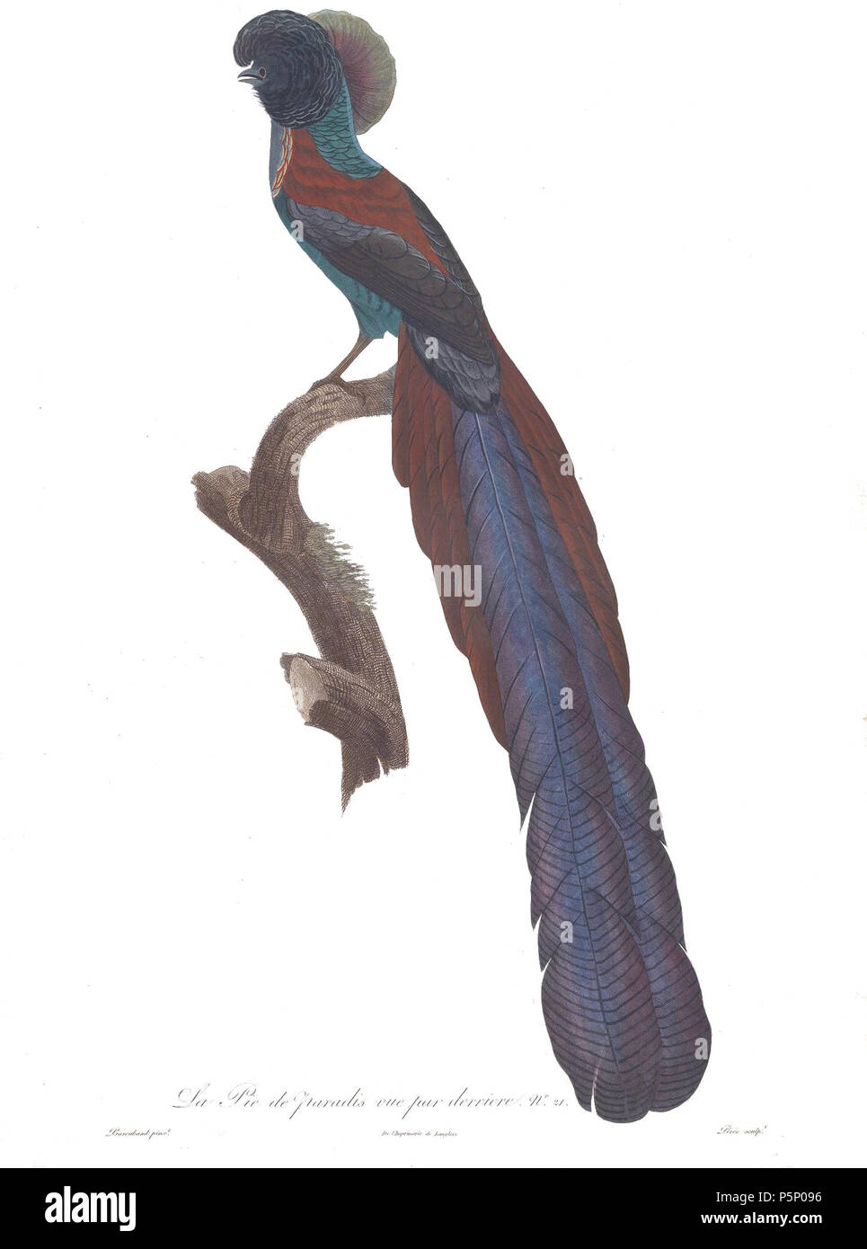 N/A. Piastra 21 . 1806. Jacques Barraband (1767-1809) nomi alternativi Jacques Baraban; Baraband d'Aubusson; Jacques Barraban; M. Baraband; Baraban Descrizione artista francese Data di nascita e morte 31 Agosto 1767 1 ottobre 1809 Luogo di nascita e morte di Aubusson, Creuse Lyon sede di lavoro Egitto; Parigi (1785-1807); Lione (1807-1809) Autorità di controllo : Q3158196 VIAF:74094332 ISNI:0000 0001 1672 6 664 ULAN:500011412 LCCN:N85819567 NLA:35773957 WorldCat 205 uccelli del paradiso rulli piastra 21 Barraband Foto Stock