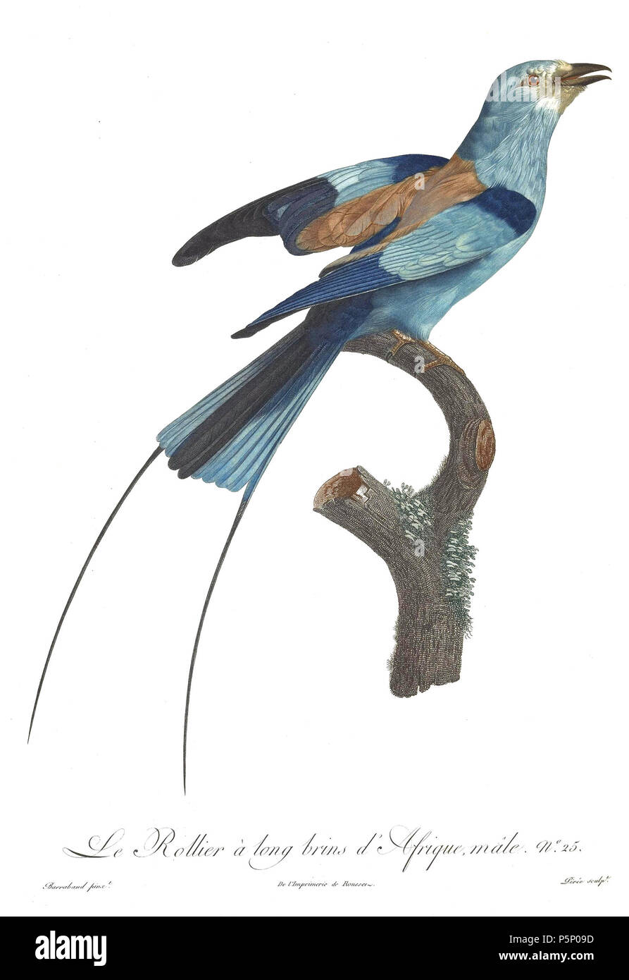 N/A. La piastra 25 . 1806. Jacques Barraband (1767-1809) nomi alternativi Jacques Baraban; Baraband d'Aubusson; Jacques Barraban; M. Baraband; Baraban Descrizione artista francese Data di nascita e morte 31 Agosto 1767 1 ottobre 1809 Luogo di nascita e morte di Aubusson, Creuse Lyon sede di lavoro Egitto; Parigi (1785-1807); Lione (1807-1809) Autorità di controllo : Q3158196 VIAF:74094332 ISNI:0000 0001 1672 6 664 ULAN:500011412 LCCN:N85819567 NLA:35773957 WorldCat 205 uccelli del paradiso rulli piastra 25 Barraband Foto Stock