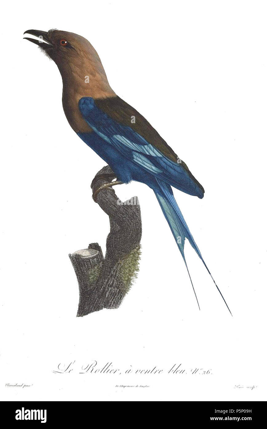 N/A. La piastra 26 . 1806. Jacques Barraband (1767-1809) nomi alternativi Jacques Baraban; Baraband d'Aubusson; Jacques Barraban; M. Baraband; Baraban Descrizione artista francese Data di nascita e morte 31 Agosto 1767 1 ottobre 1809 Luogo di nascita e morte di Aubusson, Creuse Lyon sede di lavoro Egitto; Parigi (1785-1807); Lione (1807-1809) Autorità di controllo : Q3158196 VIAF:74094332 ISNI:0000 0001 1672 6 664 ULAN:500011412 LCCN:N85819567 NLA:35773957 WorldCat 205 uccelli del paradiso rulli piastra 26 Barraband Foto Stock