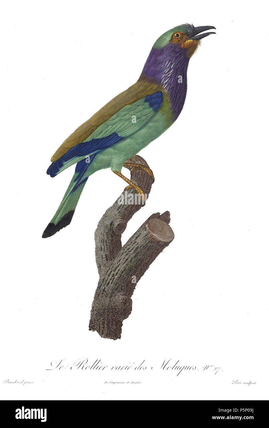 N/A. La piastra 27 . 1806. Jacques Barraband (1767-1809) nomi alternativi Jacques Baraban; Baraband d'Aubusson; Jacques Barraban; M. Baraband; Baraban Descrizione artista francese Data di nascita e morte 31 Agosto 1767 1 ottobre 1809 Luogo di nascita e morte di Aubusson, Creuse Lyon sede di lavoro Egitto; Parigi (1785-1807); Lione (1807-1809) Autorità di controllo : Q3158196 VIAF:74094332 ISNI:0000 0001 1672 6 664 ULAN:500011412 LCCN:N85819567 NLA:35773957 WorldCat 205 uccelli del paradiso rulli piastra 27 Barraband Foto Stock