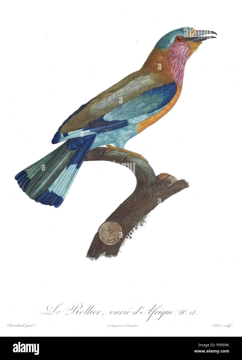 N/A. La piastra 28 . 1806. Jacques Barraband (1767-1809) nomi alternativi Jacques Baraban; Baraband d'Aubusson; Jacques Barraban; M. Baraband; Baraban Descrizione artista francese Data di nascita e morte 31 Agosto 1767 1 ottobre 1809 Luogo di nascita e morte di Aubusson, Creuse Lyon sede di lavoro Egitto; Parigi (1785-1807); Lione (1807-1809) Autorità di controllo : Q3158196 VIAF:74094332 ISNI:0000 0001 1672 6 664 ULAN:500011412 LCCN:N85819567 NLA:35773957 WorldCat 205 uccelli del paradiso rulli piastra 28 Barraband Foto Stock