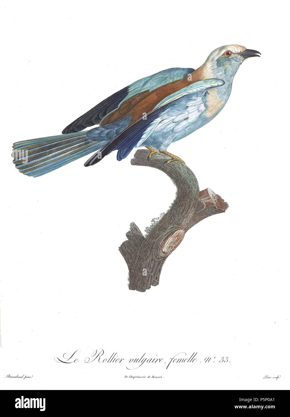 N/A. La piastra 33 . 1806. Jacques Barraband (1767-1809) nomi alternativi Jacques Baraban; Baraband d'Aubusson; Jacques Barraban; M. Baraband; Baraban Descrizione artista francese Data di nascita e morte 31 Agosto 1767 1 ottobre 1809 Luogo di nascita e morte di Aubusson, Creuse Lyon sede di lavoro Egitto; Parigi (1785-1807); Lione (1807-1809) Autorità di controllo : Q3158196 VIAF:74094332 ISNI:0000 0001 1672 6 664 ULAN:500011412 LCCN:N85819567 NLA:35773957 WorldCat 205 uccelli del paradiso rulli piastra 33 Barraband Foto Stock