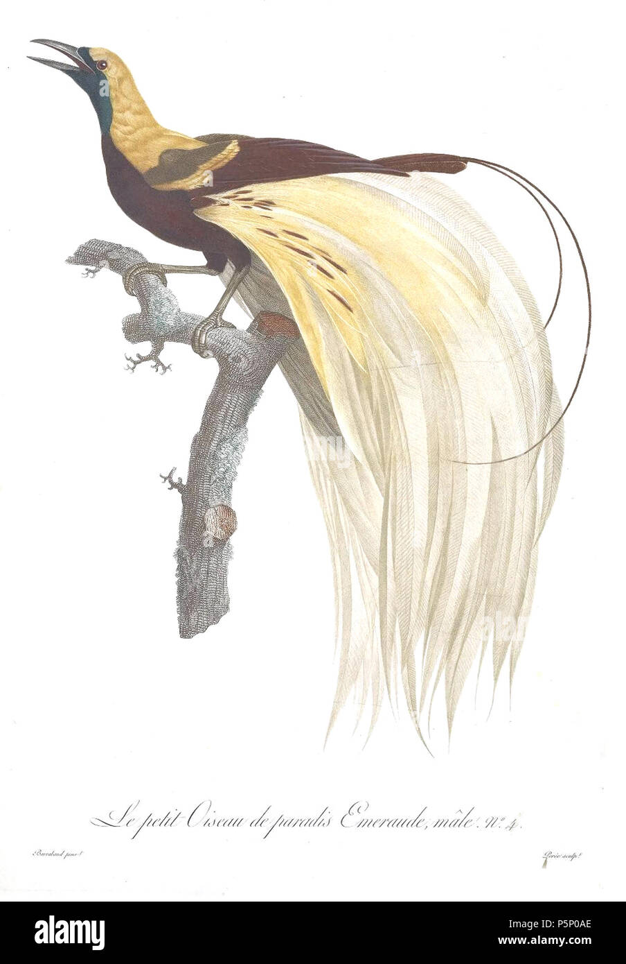 N/A. Piastra 4 . 1806. Jacques Barraband (1767-1809) nomi alternativi Jacques Baraban; Baraband d'Aubusson; Jacques Barraban; M. Baraband; Baraban Descrizione artista francese Data di nascita e morte 31 Agosto 1767 1 ottobre 1809 Luogo di nascita e morte di Aubusson, Creuse Lyon sede di lavoro Egitto; Parigi (1785-1807); Lione (1807-1809) Autorità di controllo : Q3158196 VIAF:74094332 ISNI:0000 0001 1672 6 664 ULAN:500011412 LCCN:N85819567 NLA:35773957 WorldCat 205 uccelli del paradiso i rulli della piastra 4 Barraband Foto Stock