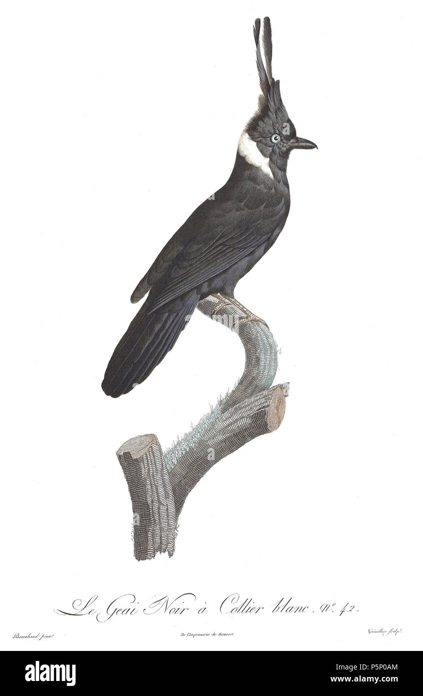 N/A. La piastra 42 . 1806. Jacques Barraband (1767-1809) nomi alternativi Jacques Baraban; Baraband d'Aubusson; Jacques Barraban; M. Baraband; Baraban Descrizione artista francese Data di nascita e morte 31 Agosto 1767 1 ottobre 1809 Luogo di nascita e morte di Aubusson, Creuse Lyon sede di lavoro Egitto; Parigi (1785-1807); Lione (1807-1809) Autorità di controllo : Q3158196 VIAF:74094332 ISNI:0000 0001 1672 6 664 ULAN:500011412 LCCN:N85819567 NLA:35773957 WorldCat 205 uccelli del paradiso rulli piastra 42 Barraband Foto Stock