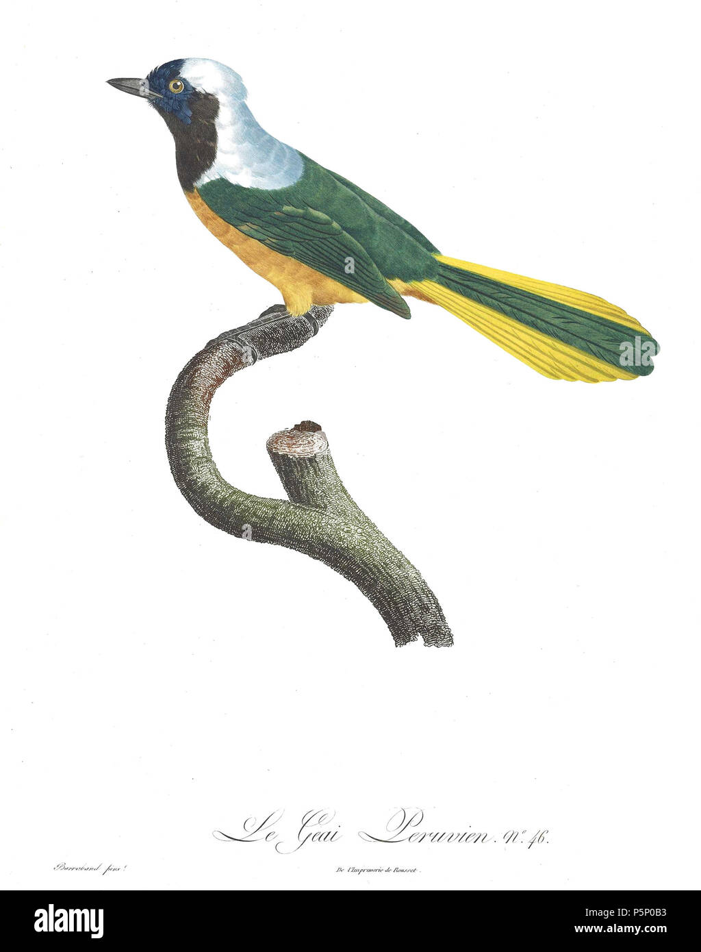 N/A. La piastra 46 . 1806. Jacques Barraband (1767-1809) nomi alternativi Jacques Baraban; Baraband d'Aubusson; Jacques Barraban; M. Baraband; Baraban Descrizione artista francese Data di nascita e morte 31 Agosto 1767 1 ottobre 1809 Luogo di nascita e morte di Aubusson, Creuse Lyon sede di lavoro Egitto; Parigi (1785-1807); Lione (1807-1809) Autorità di controllo : Q3158196 VIAF:74094332 ISNI:0000 0001 1672 6 664 ULAN:500011412 LCCN:N85819567 NLA:35773957 WorldCat 205 uccelli del paradiso rulli piastra 46 Barraband Foto Stock