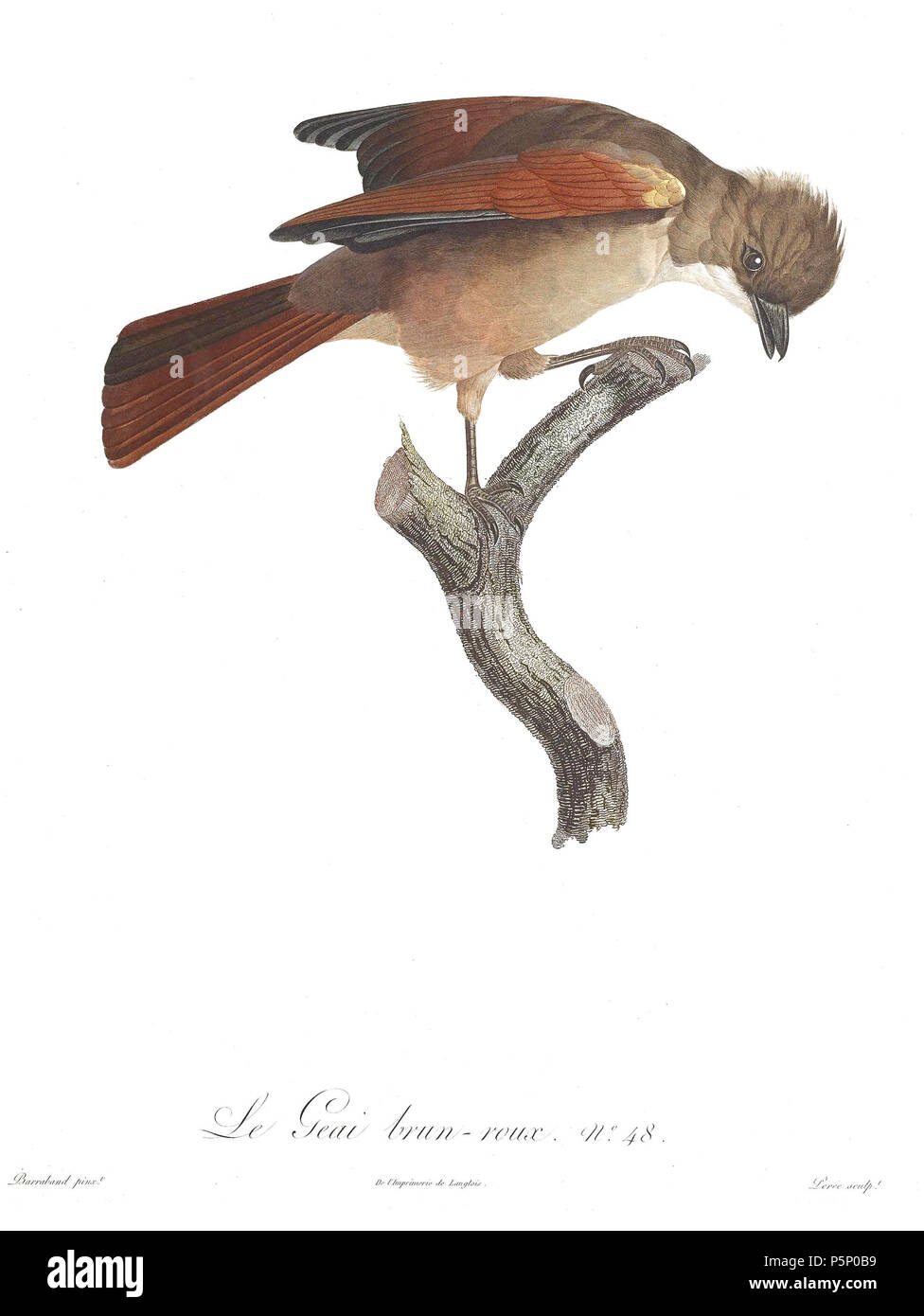 N/A. La piastra 48 . 1806. Jacques Barraband (1767-1809) nomi alternativi Jacques Baraban; Baraband d'Aubusson; Jacques Barraban; M. Baraband; Baraban Descrizione artista francese Data di nascita e morte 31 Agosto 1767 1 ottobre 1809 Luogo di nascita e morte di Aubusson, Creuse Lyon sede di lavoro Egitto; Parigi (1785-1807); Lione (1807-1809) Autorità di controllo : Q3158196 VIAF:74094332 ISNI:0000 0001 1672 6 664 ULAN:500011412 LCCN:N85819567 NLA:35773957 WorldCat 205 uccelli del paradiso rulli piastra 48 Barraband Foto Stock