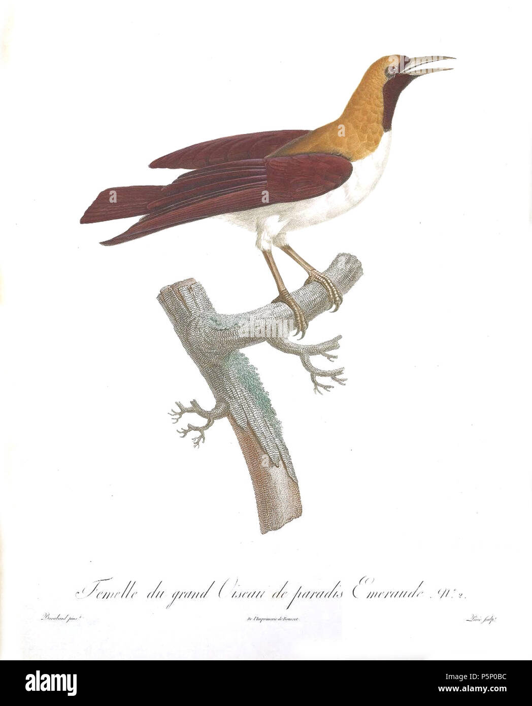 N/A. Piastra 49 . 1806. Jacques Barraband (1767-1809) nomi alternativi Jacques Baraban; Baraband d'Aubusson; Jacques Barraban; M. Baraband; Baraban Descrizione artista francese Data di nascita e morte 31 Agosto 1767 1 ottobre 1809 Luogo di nascita e morte di Aubusson, Creuse Lyon sede di lavoro Egitto; Parigi (1785-1807); Lione (1807-1809) Autorità di controllo : Q3158196 VIAF:74094332 ISNI:0000 0001 1672 6 664 ULAN:500011412 LCCN:N85819567 NLA:35773957 WorldCat 205 uccelli del paradiso rulli piastra 49 Barraband Foto Stock