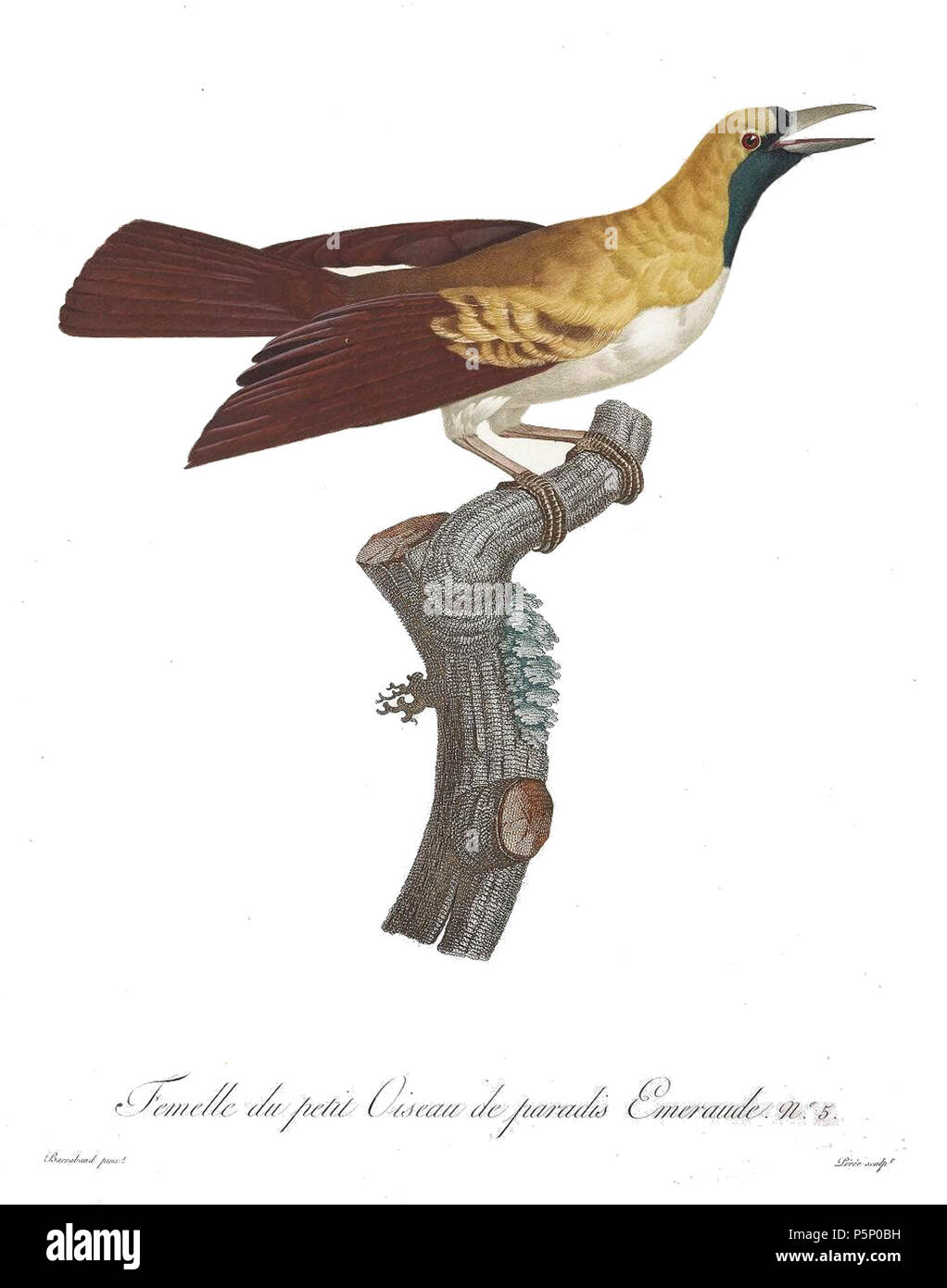 N/A. La piastra 5 . 1806. Jacques Barraband (1767-1809) nomi alternativi Jacques Baraban; Baraband d'Aubusson; Jacques Barraban; M. Baraband; Baraban Descrizione artista francese Data di nascita e morte 31 Agosto 1767 1 ottobre 1809 Luogo di nascita e morte di Aubusson, Creuse Lyon sede di lavoro Egitto; Parigi (1785-1807); Lione (1807-1809) Autorità di controllo : Q3158196 VIAF:74094332 ISNI:0000 0001 1672 6 664 ULAN:500011412 LCCN:N85819567 NLA:35773957 WorldCat 205 uccelli del paradiso rulli piastra 5 Barraband Foto Stock