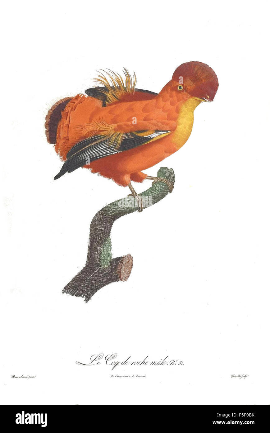 N/A. La piastra 52 . 1806. Jacques Barraband (1767-1809) nomi alternativi Jacques Baraban; Baraband d'Aubusson; Jacques Barraban; M. Baraband; Baraban Descrizione artista francese Data di nascita e morte 31 Agosto 1767 1 ottobre 1809 Luogo di nascita e morte di Aubusson, Creuse Lyon sede di lavoro Egitto; Parigi (1785-1807); Lione (1807-1809) Autorità di controllo : Q3158196 VIAF:74094332 ISNI:0000 0001 1672 6 664 ULAN:500011412 LCCN:N85819567 NLA:35773957 WorldCat 205 uccelli del paradiso rulli piastra 52 Barraband Foto Stock