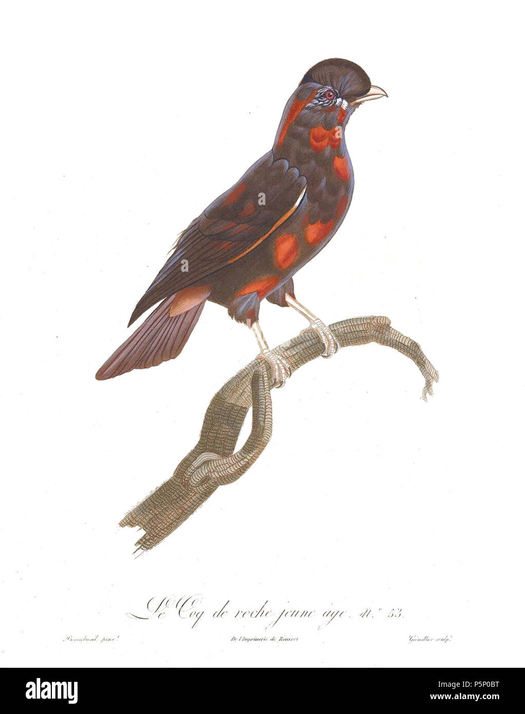 N/A. La piastra 54 . 1806. Jacques Barraband (1767-1809) nomi alternativi Jacques Baraban; Baraband d'Aubusson; Jacques Barraban; M. Baraband; Baraban Descrizione artista francese Data di nascita e morte 31 Agosto 1767 1 ottobre 1809 Luogo di nascita e morte di Aubusson, Creuse Lyon sede di lavoro Egitto; Parigi (1785-1807); Lione (1807-1809) Autorità di controllo : Q3158196 VIAF:74094332 ISNI:0000 0001 1672 6 664 ULAN:500011412 LCCN:N85819567 NLA:35773957 WorldCat 205 uccelli del paradiso rulli piastra 54 Barraband Foto Stock