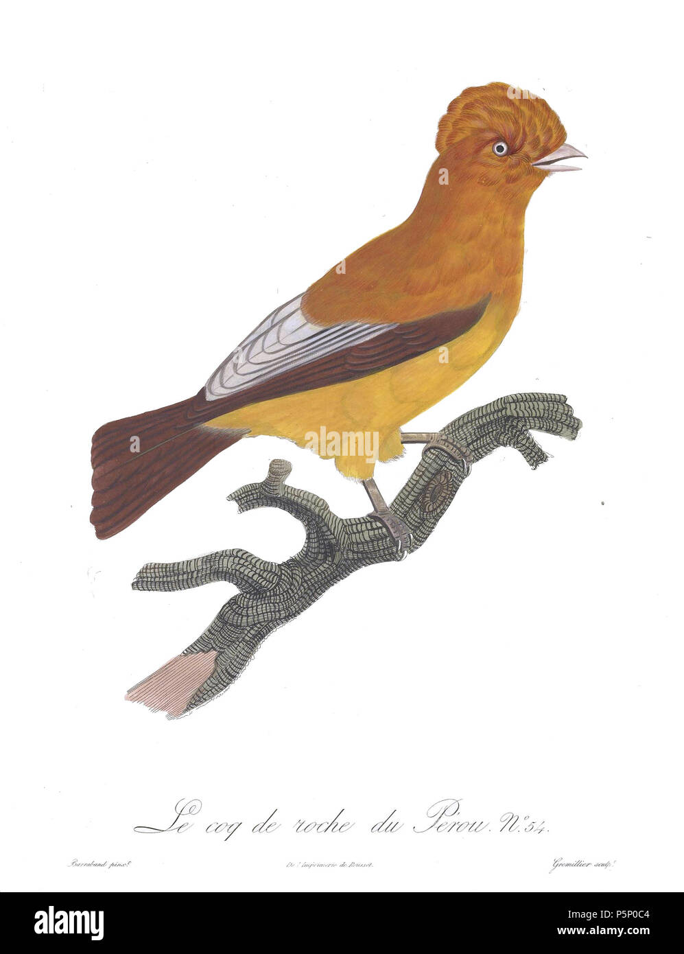 N/A. Piastra 55 . 1806. Jacques Barraband (1767-1809) nomi alternativi Jacques Baraban; Baraband d'Aubusson; Jacques Barraban; M. Baraband; Baraban Descrizione artista francese Data di nascita e morte 31 Agosto 1767 1 ottobre 1809 Luogo di nascita e morte di Aubusson, Creuse Lyon sede di lavoro Egitto; Parigi (1785-1807); Lione (1807-1809) Autorità di controllo : Q3158196 VIAF:74094332 ISNI:0000 0001 1672 6 664 ULAN:500011412 LCCN:N85819567 NLA:35773957 WorldCat 205 uccelli del paradiso rulli piastra 55 Barraband Foto Stock