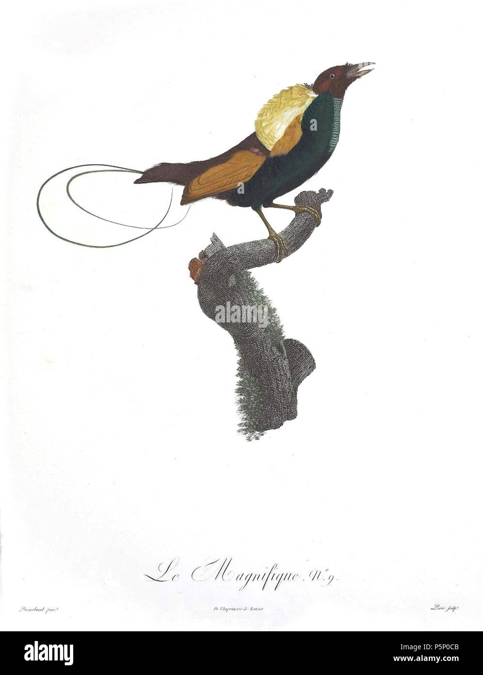 N/A. La piastra 9 . 1806. Jacques Barraband (1767-1809) nomi alternativi Jacques Baraban; Baraband d'Aubusson; Jacques Barraban; M. Baraband; Baraban Descrizione artista francese Data di nascita e morte 31 Agosto 1767 1 ottobre 1809 Luogo di nascita e morte di Aubusson, Creuse Lyon sede di lavoro Egitto; Parigi (1785-1807); Lione (1807-1809) Autorità di controllo : Q3158196 VIAF:74094332 ISNI:0000 0001 1672 6 664 ULAN:500011412 LCCN:N85819567 NLA:35773957 WorldCat 205 uccelli del paradiso rulli piastra 9 Barraband Foto Stock