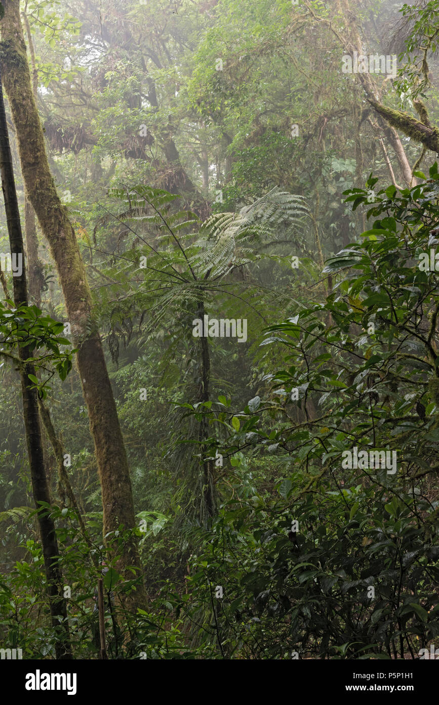 La foresta tropicale in Riserva Monteverde Cloud Forest, Costa Rica Foto Stock